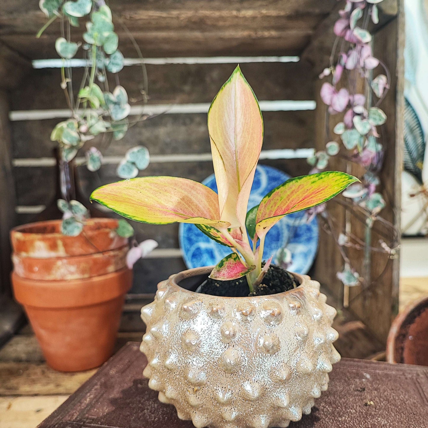 Aglaonema Golden Baby S monjungle