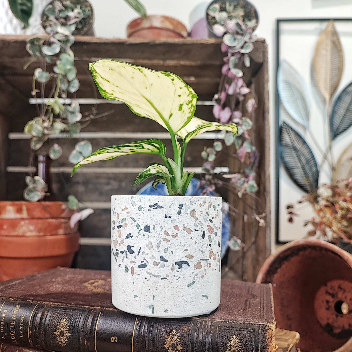 Aglaonema White Kiwi S monjungle