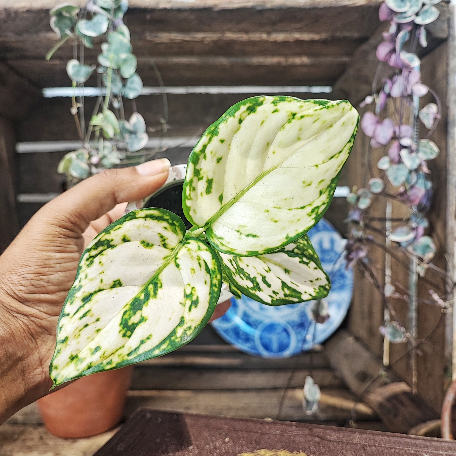 Aglaonema White Kiwi (S)