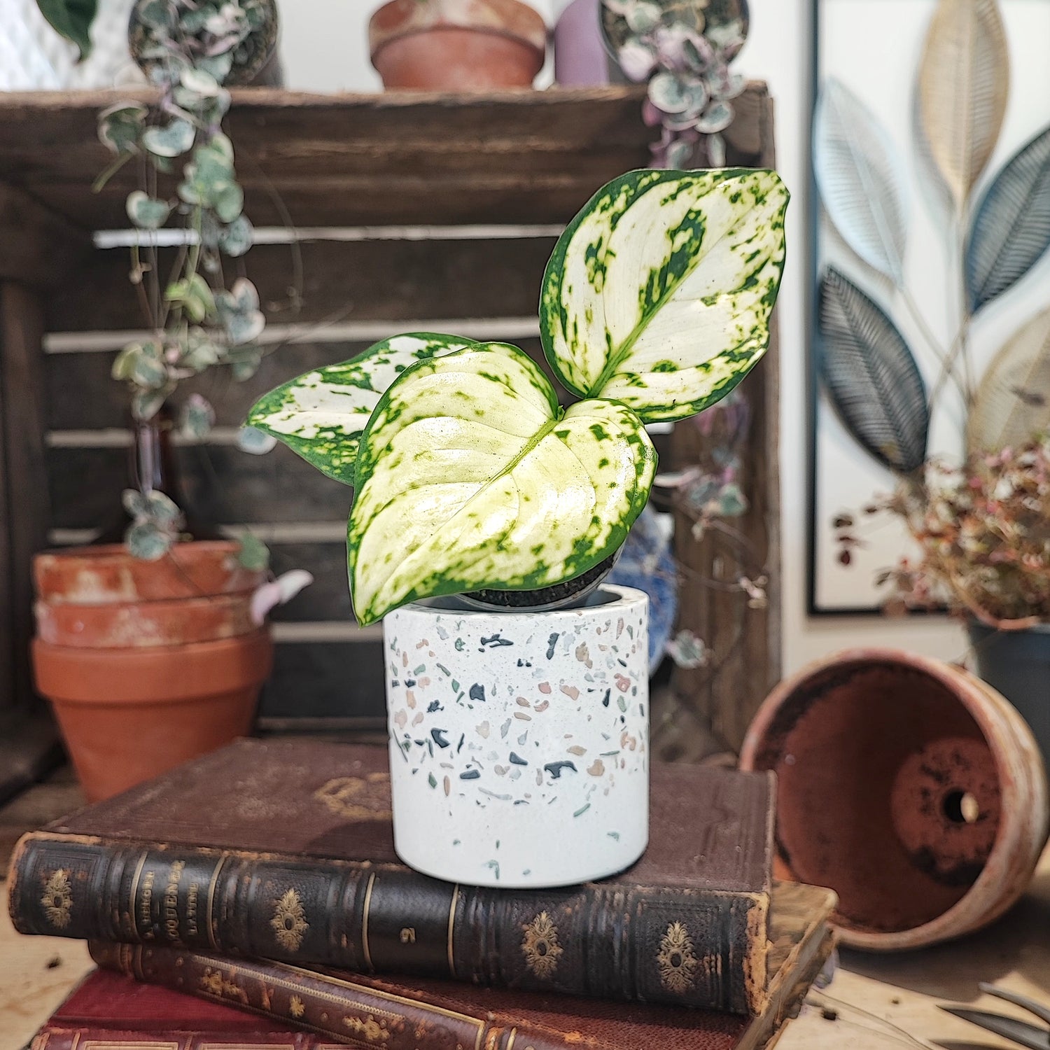 Aglaonema White Kiwi (S)