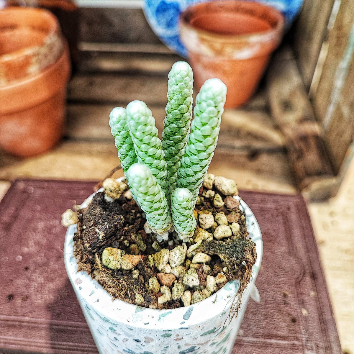 Avonia papyracea Bijou d'Afrique monjungle