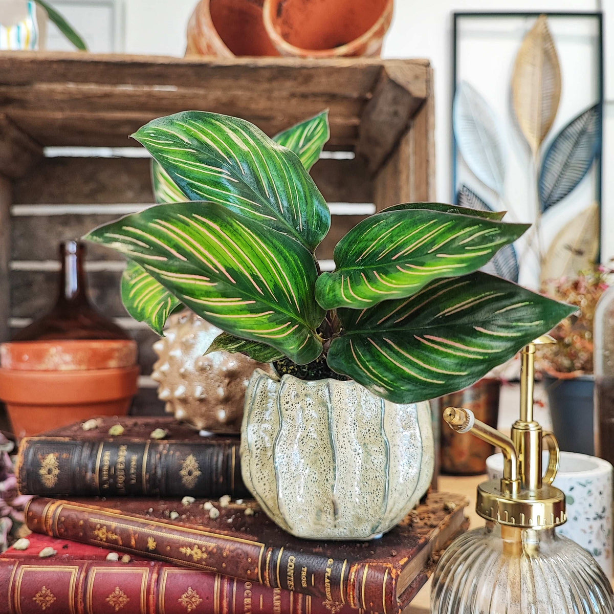 Bouture de Calathea Mieli monjungle