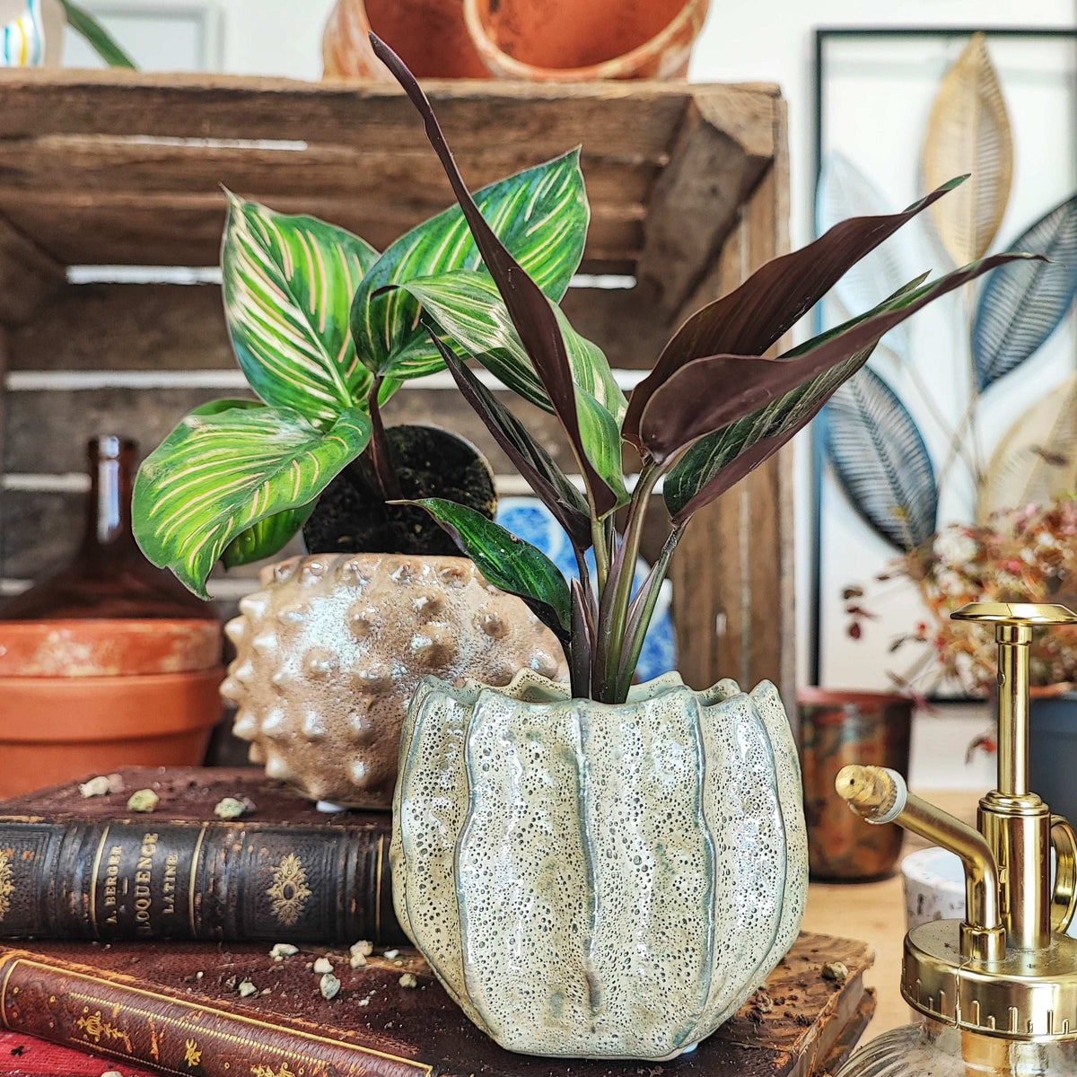 Bouture de Calathea Mieli monjungle