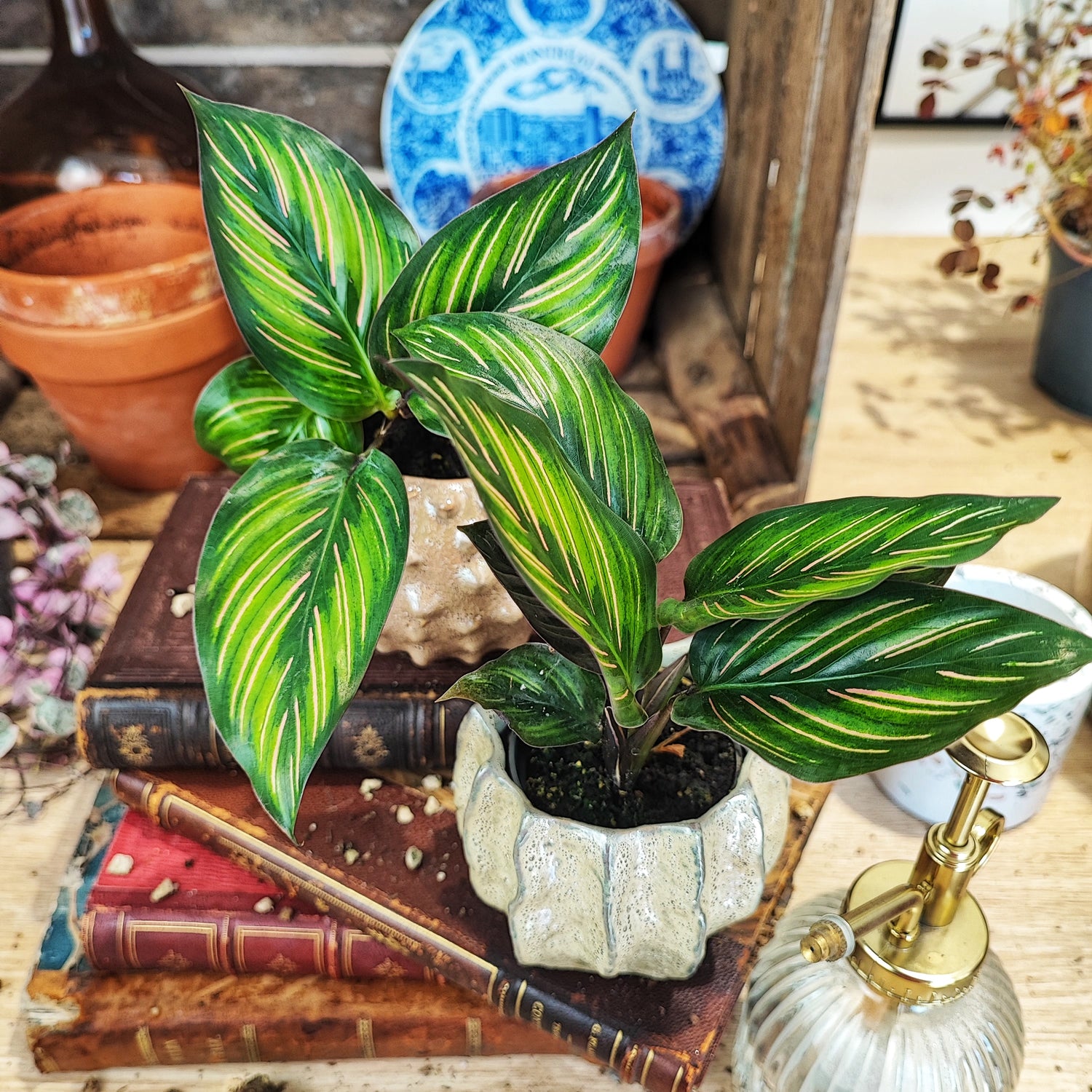 Bouture de Calathea Mieli environ 3-5 feuilles