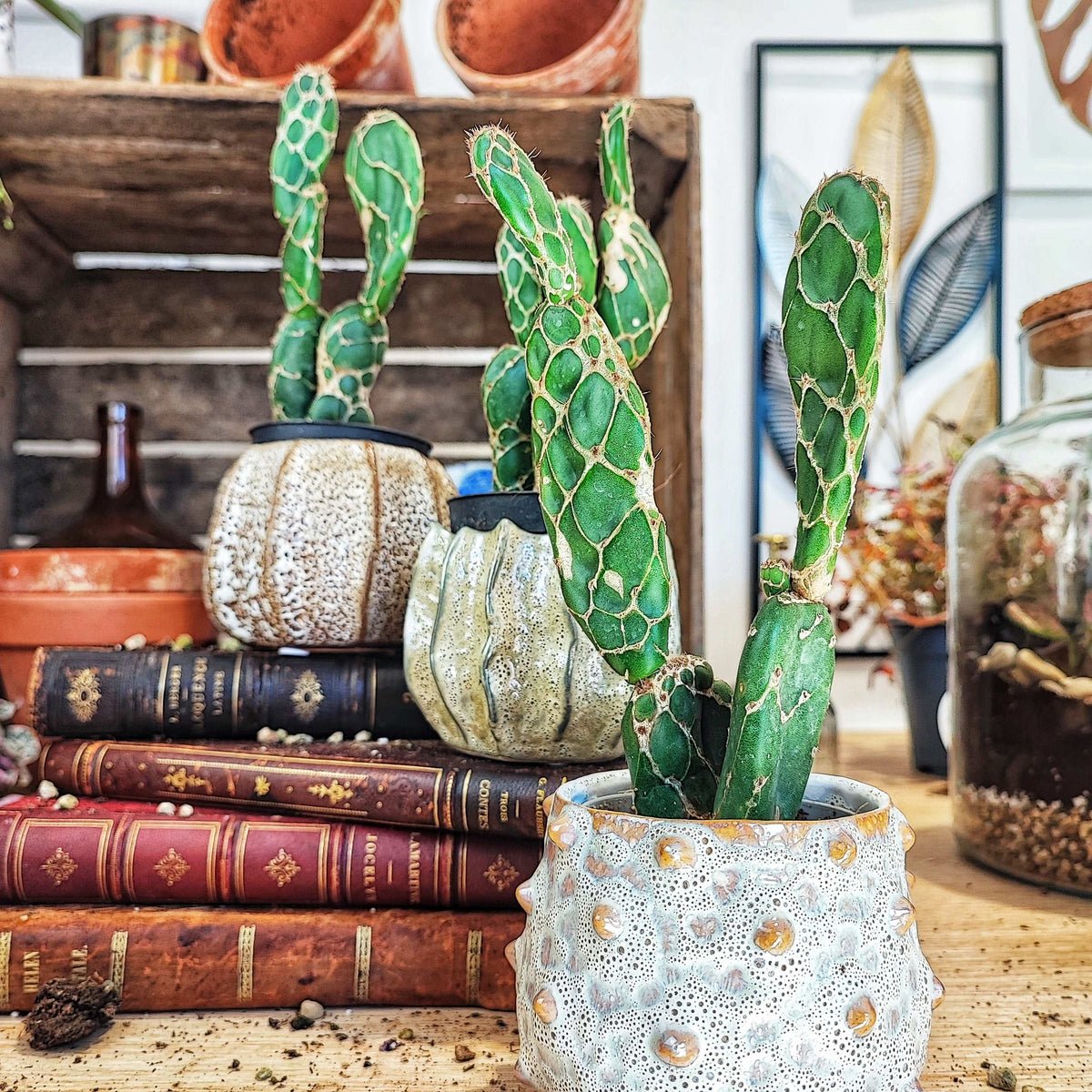 Opuntia zebrina reticulata 'Cobra' monjungle