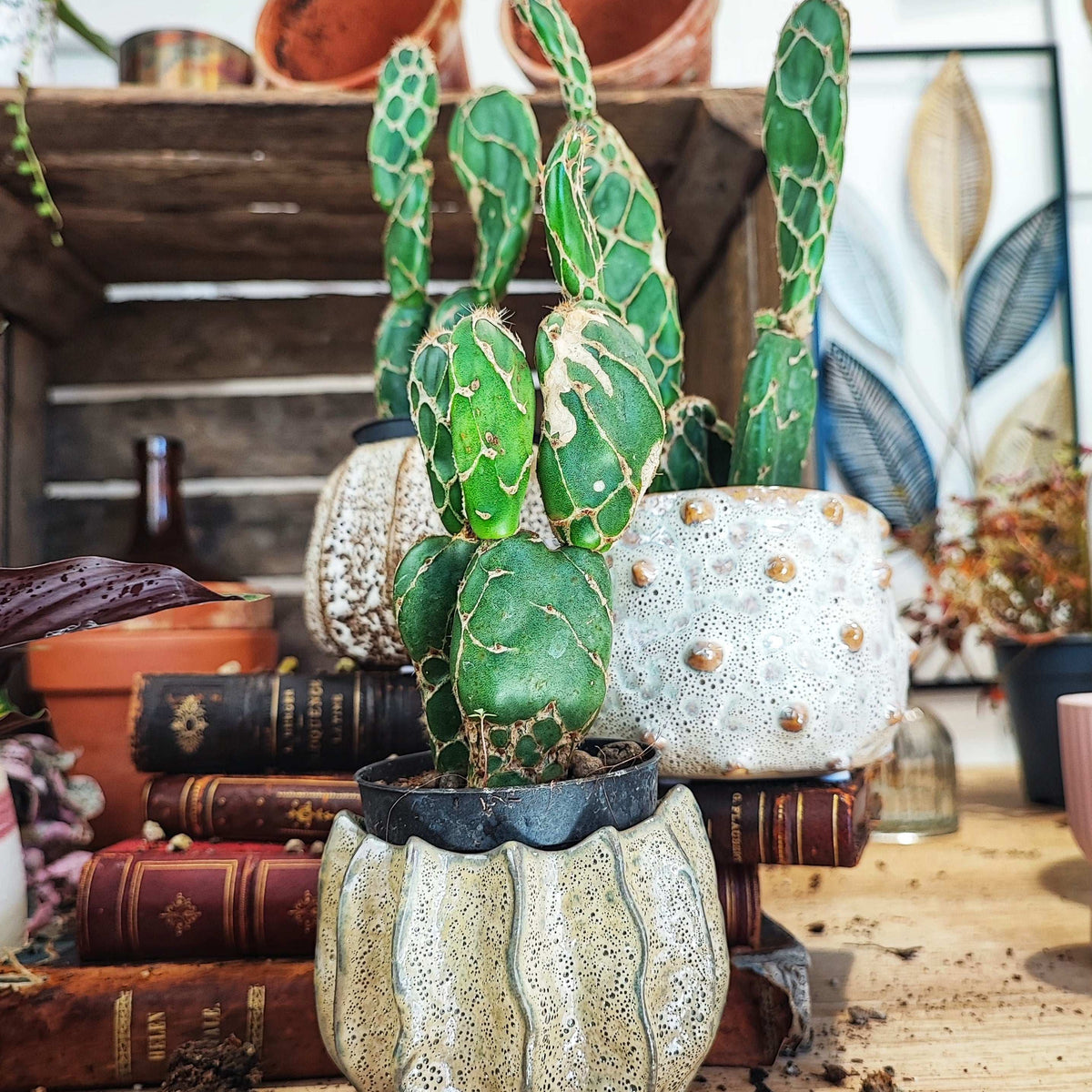 Opuntia zebrina reticulata 'Cobra' monjungle