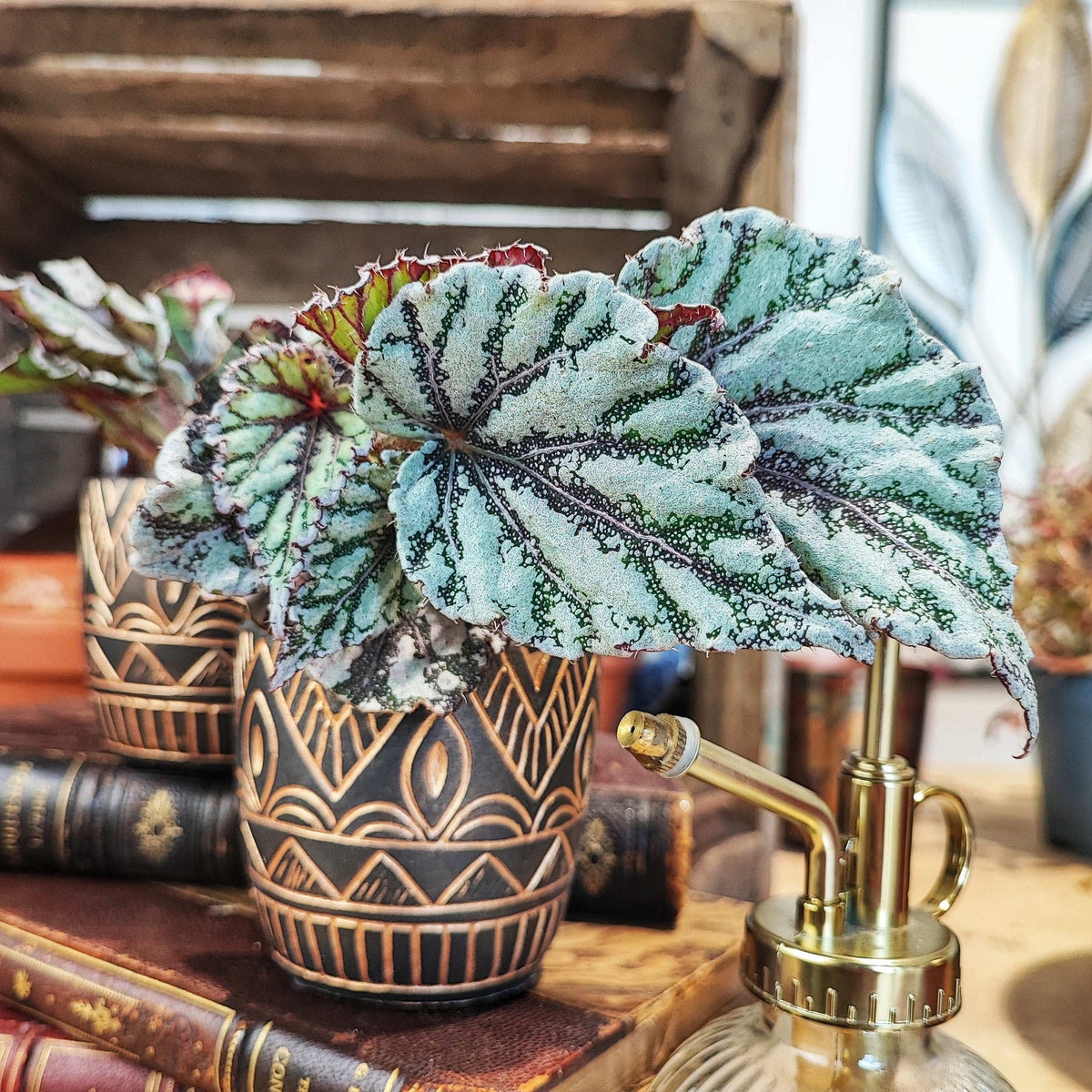 Begonia Escargot S monjungle