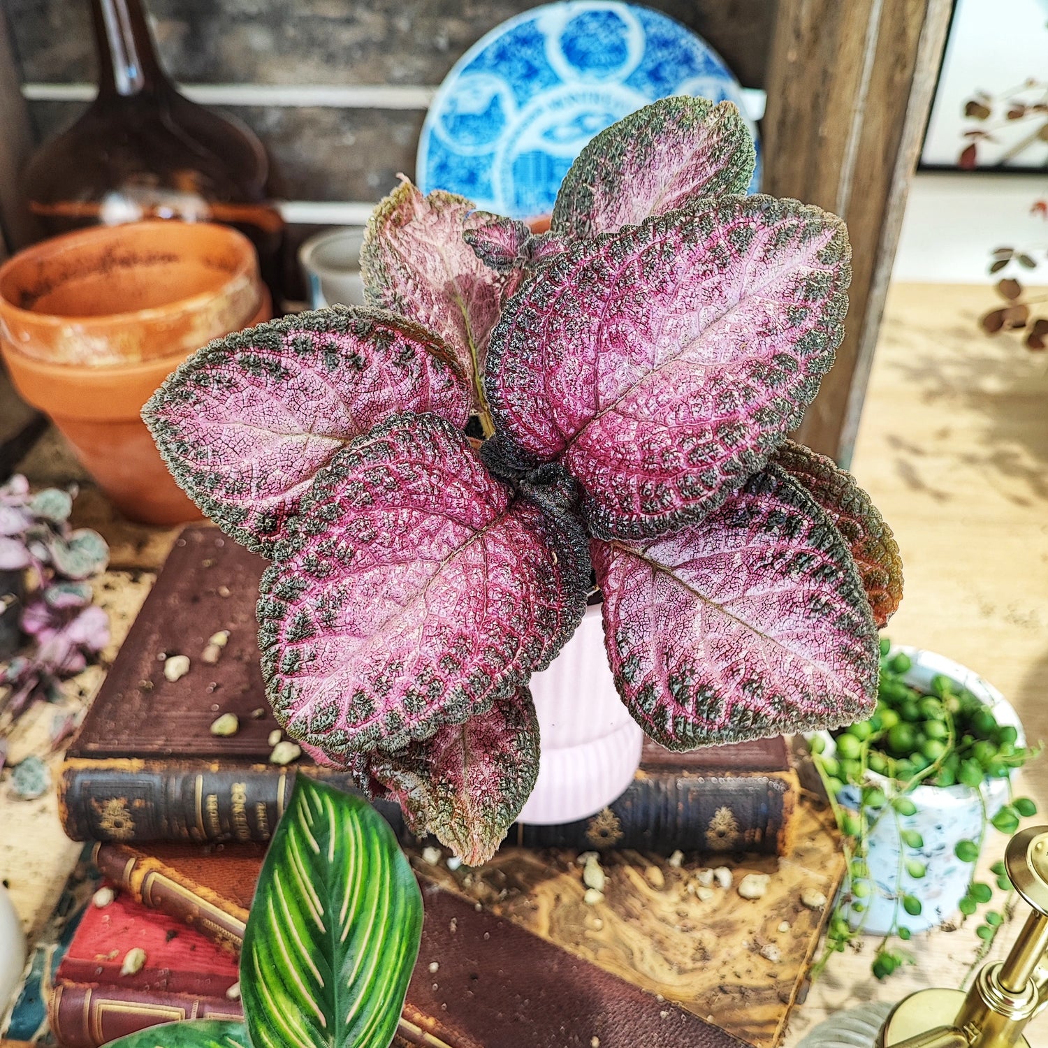 Episcia Strawberry Mist (S)