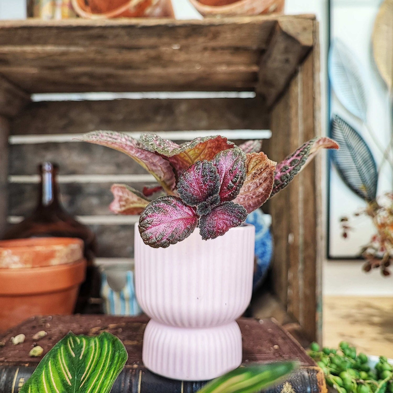 Episcia Strawberry Mist S monjungle