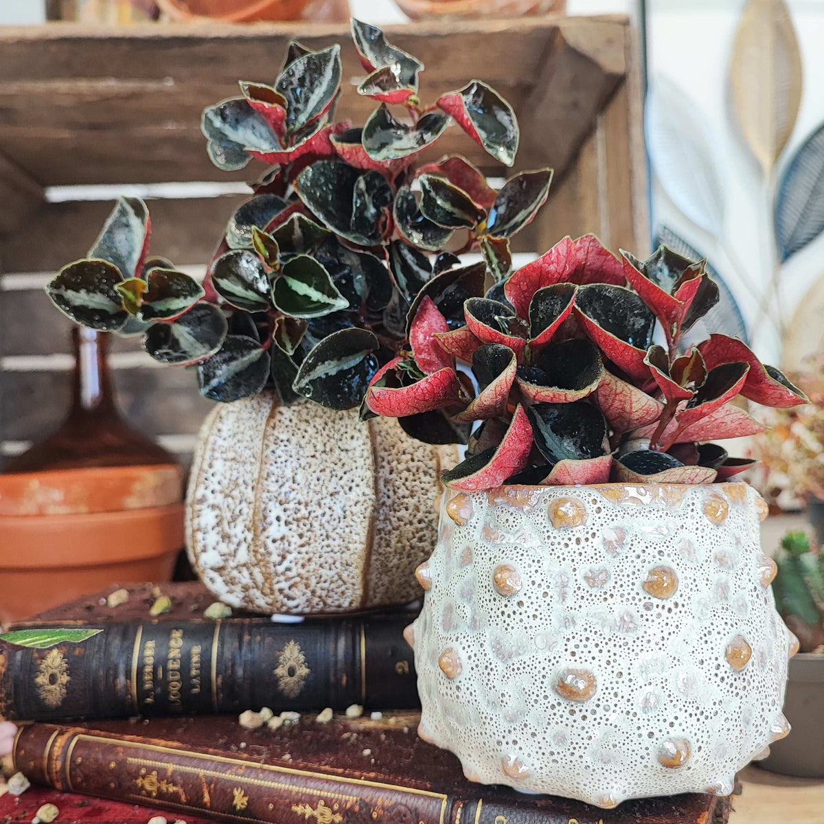 Peperomia columbiana Black et Red monjungle
