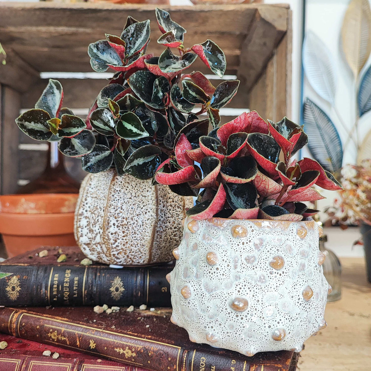 Peperomia columbiana Black et Red monjungle