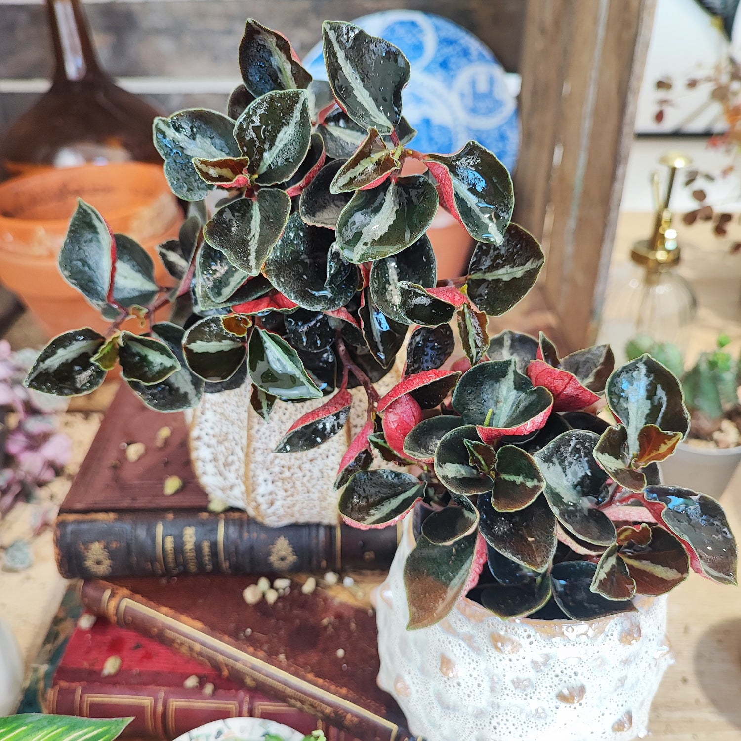 Peperomia columbiana (Black et Red)