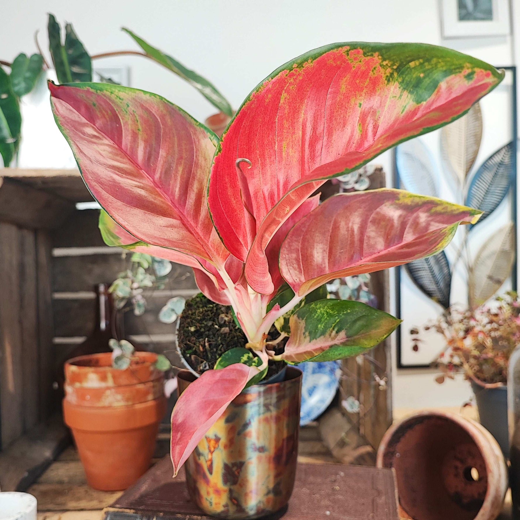aglaonema pink dragon Aglaonema Red Dragon – Monjungle
