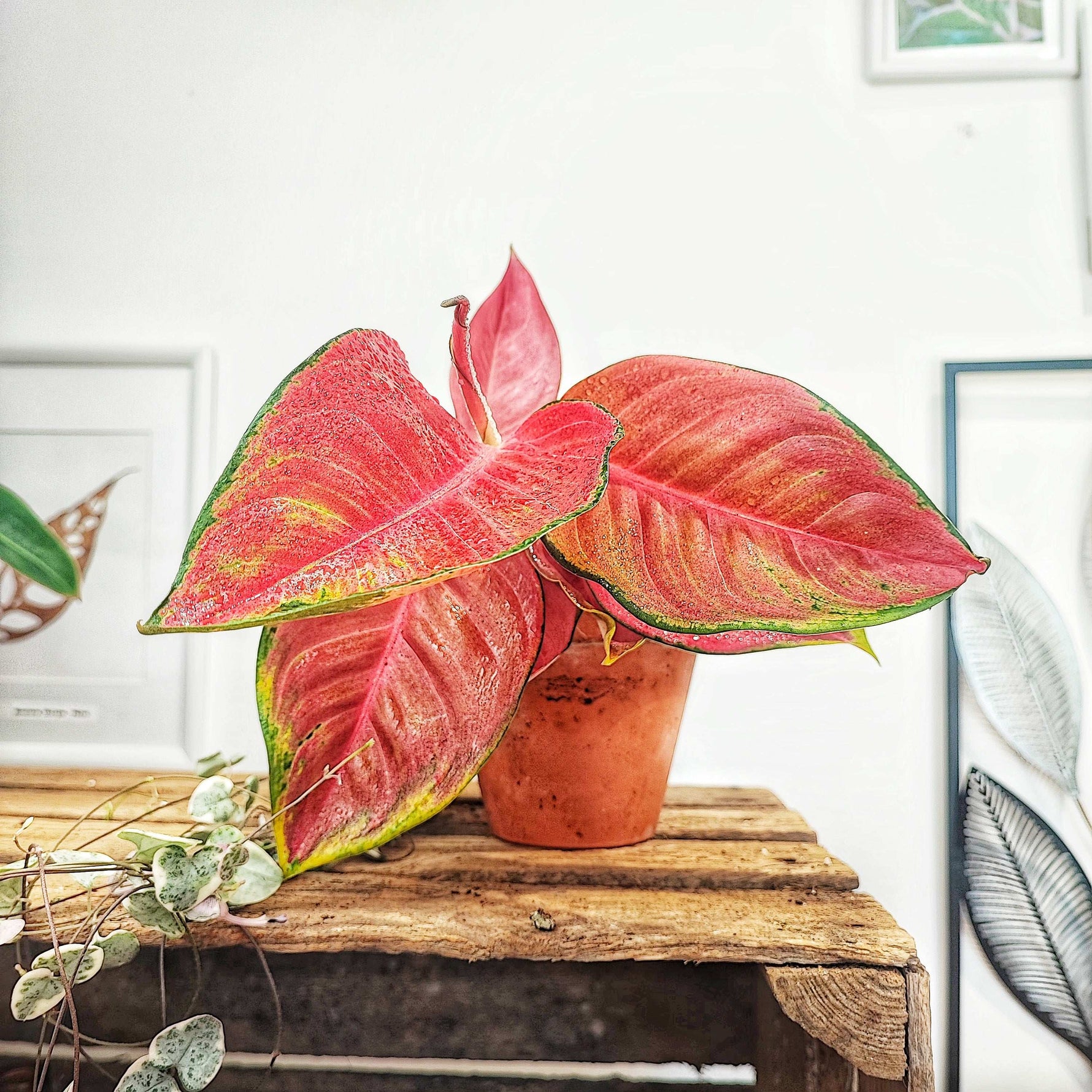 aglaonema pink dragon Aglaonema Red Dragon – Monjungle