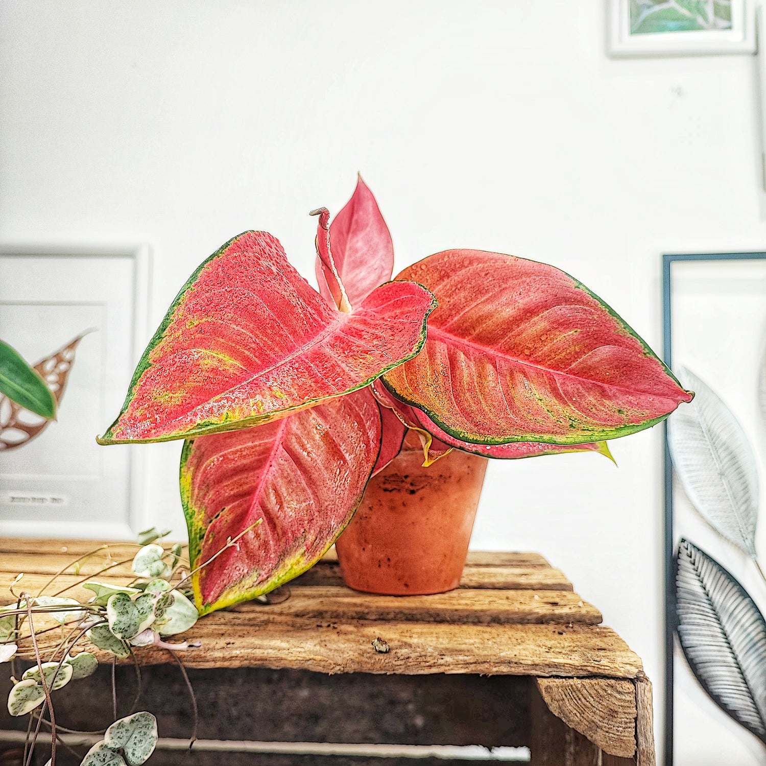 Aglaonema RED DRAGON