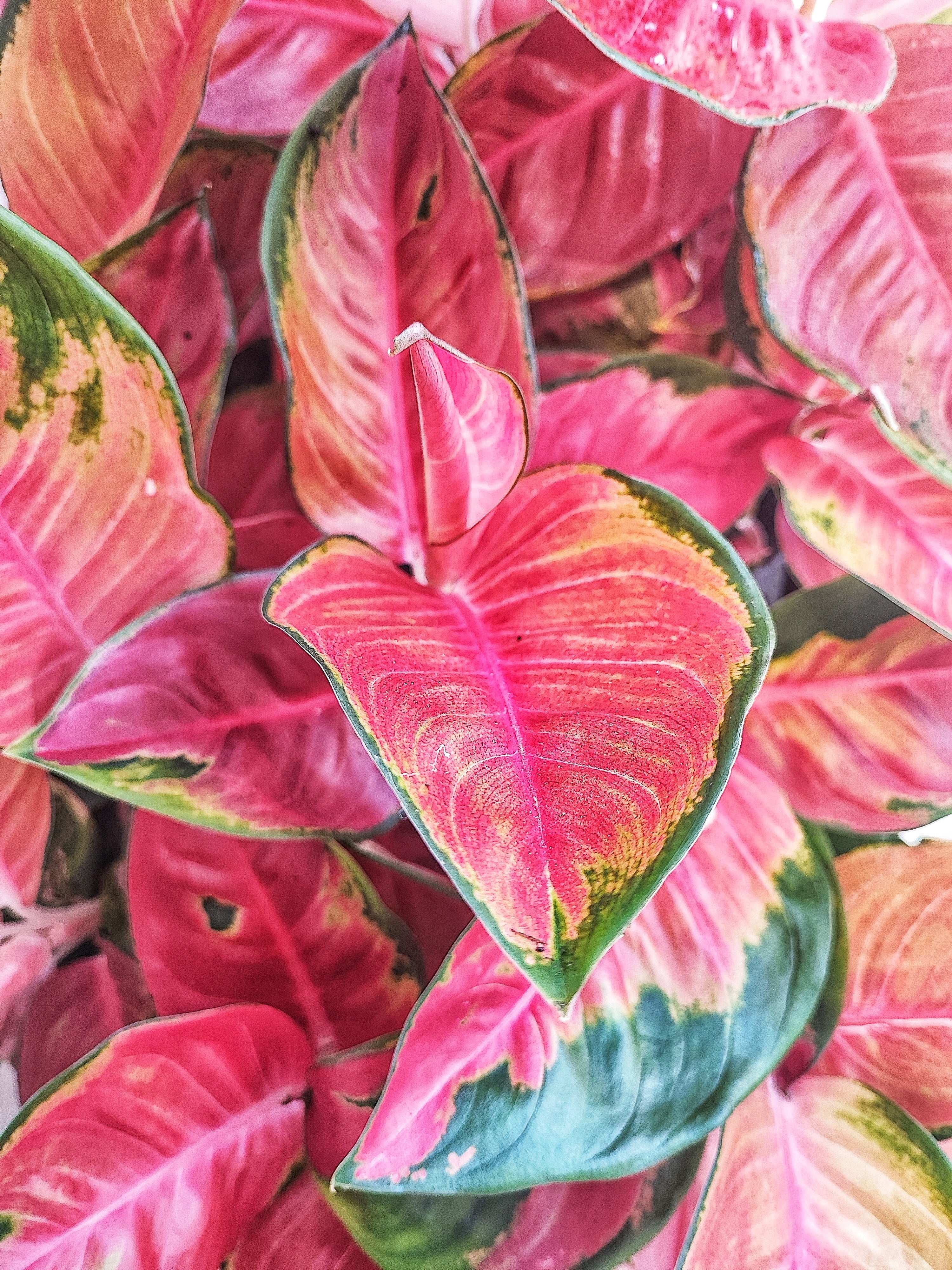 Aglaonema RED DRAGON monjungle