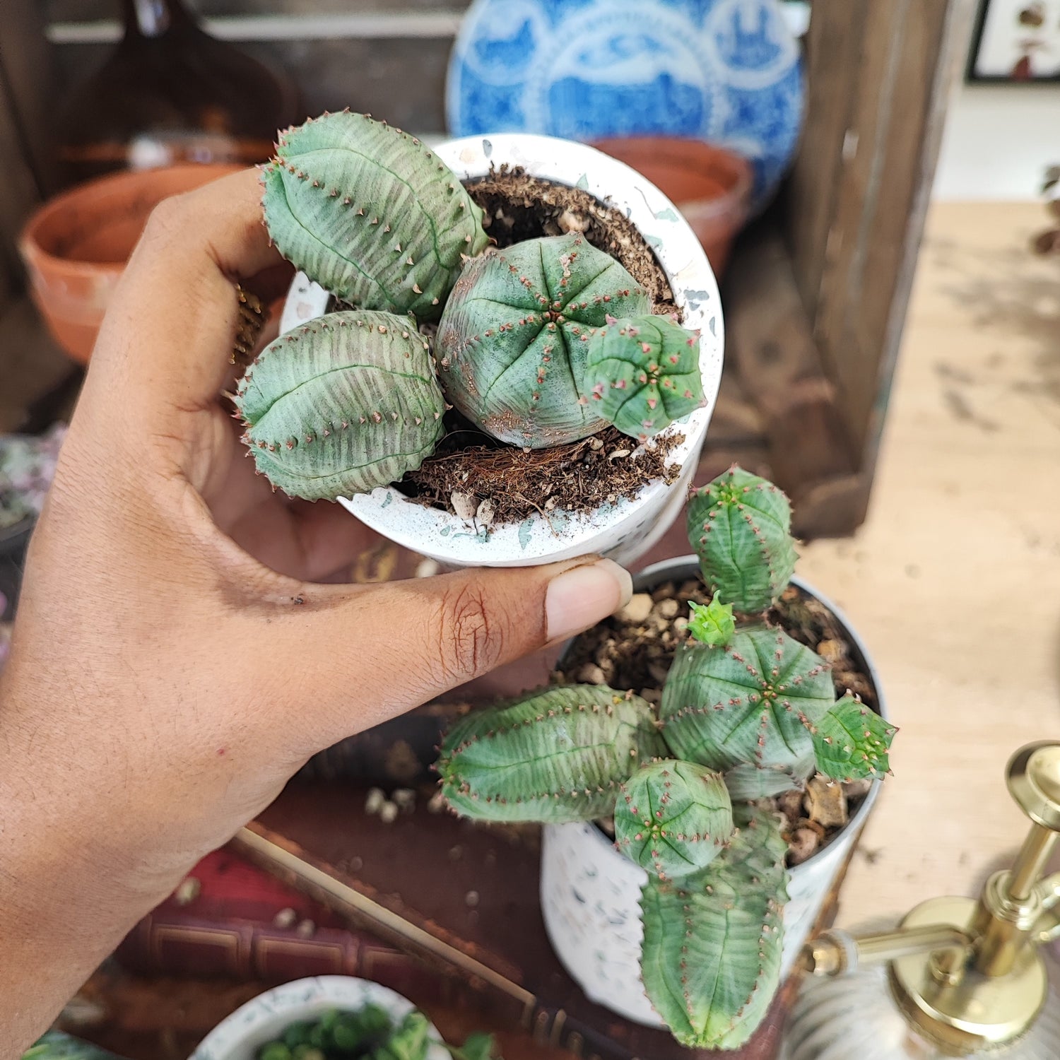 Euphorbia pseudoglobosa (S)