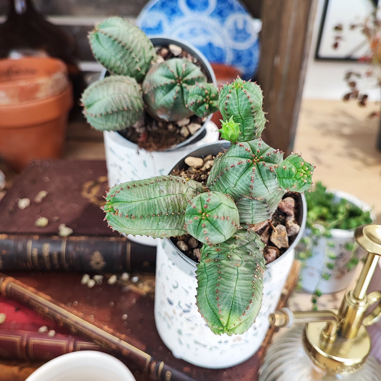 Euphorbia pseudoglobosa (S)