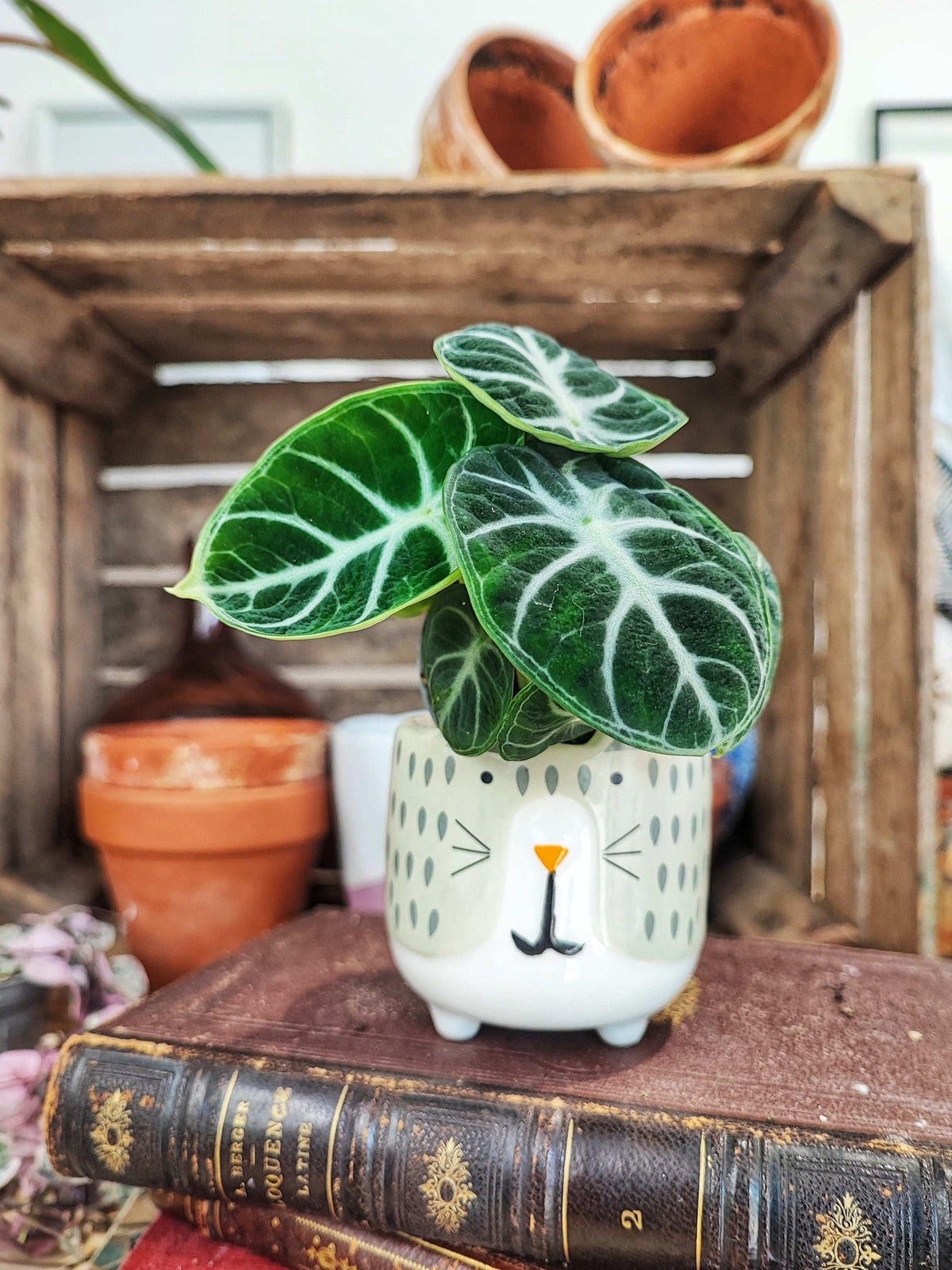 Alocasia reginula 'Ninja' s monjungle