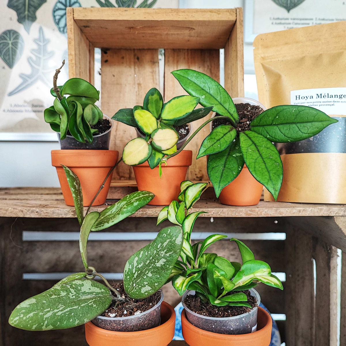 Lot HOYA: compacta hindu rope,hoya heuschkeliana variegata, hoya burtoniae variegata, Hoya sigillatis round leaves, hoya crassipetiolata monjungle