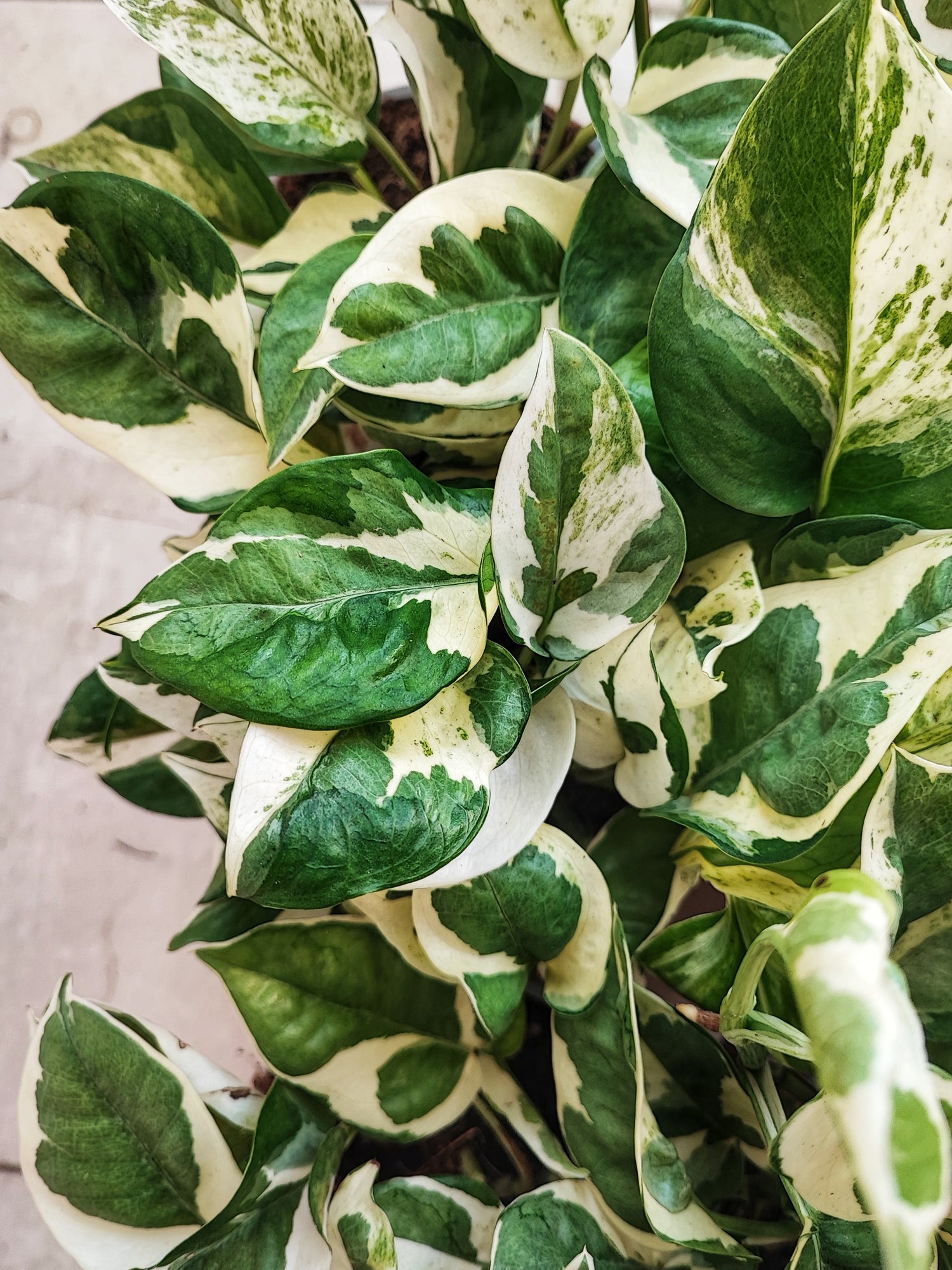 Glacier Pothos, Epipremnum Aureum Glacier