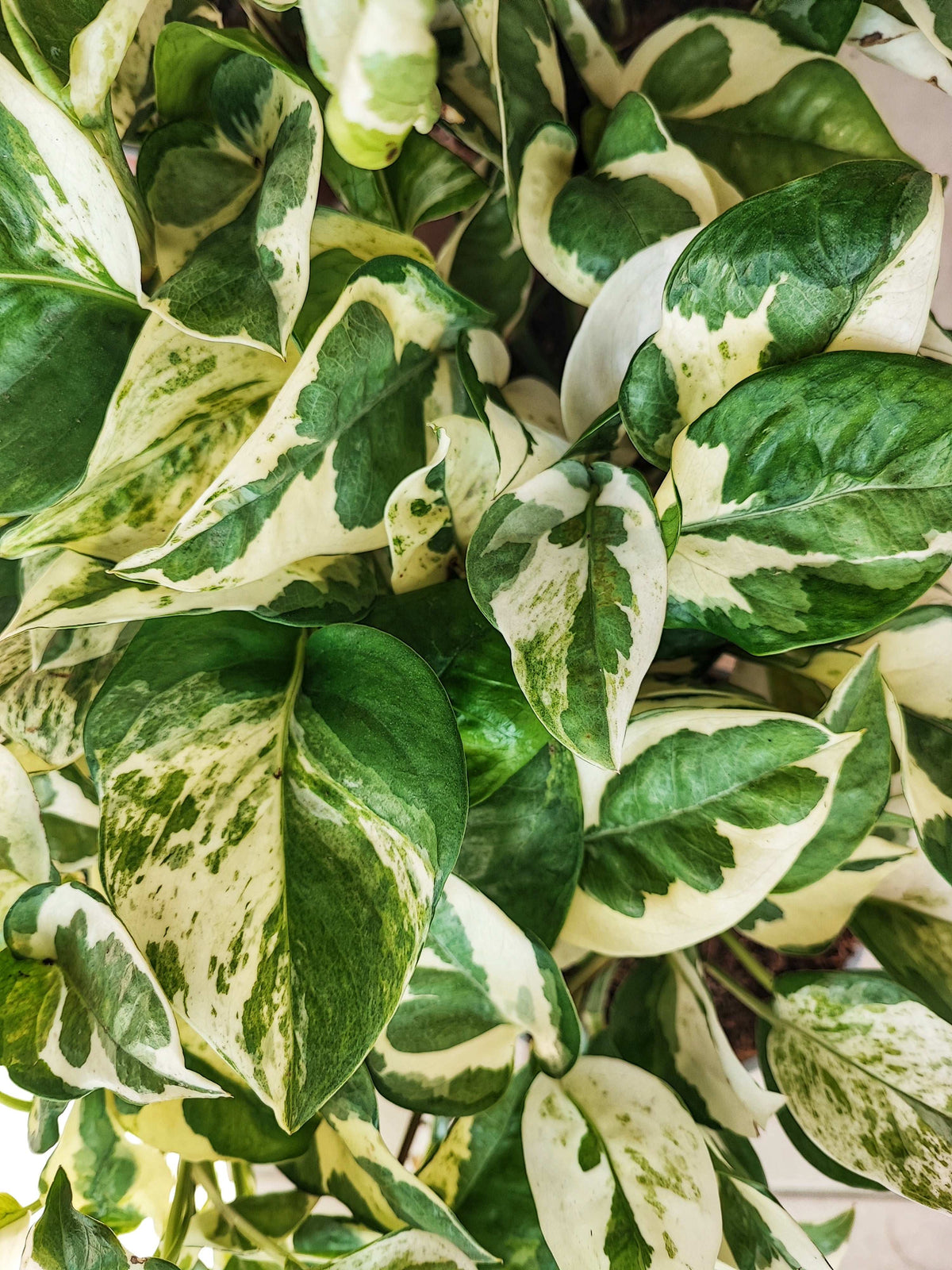 Glacier Pothos, Epipremnum Aureum Glacier monjungle