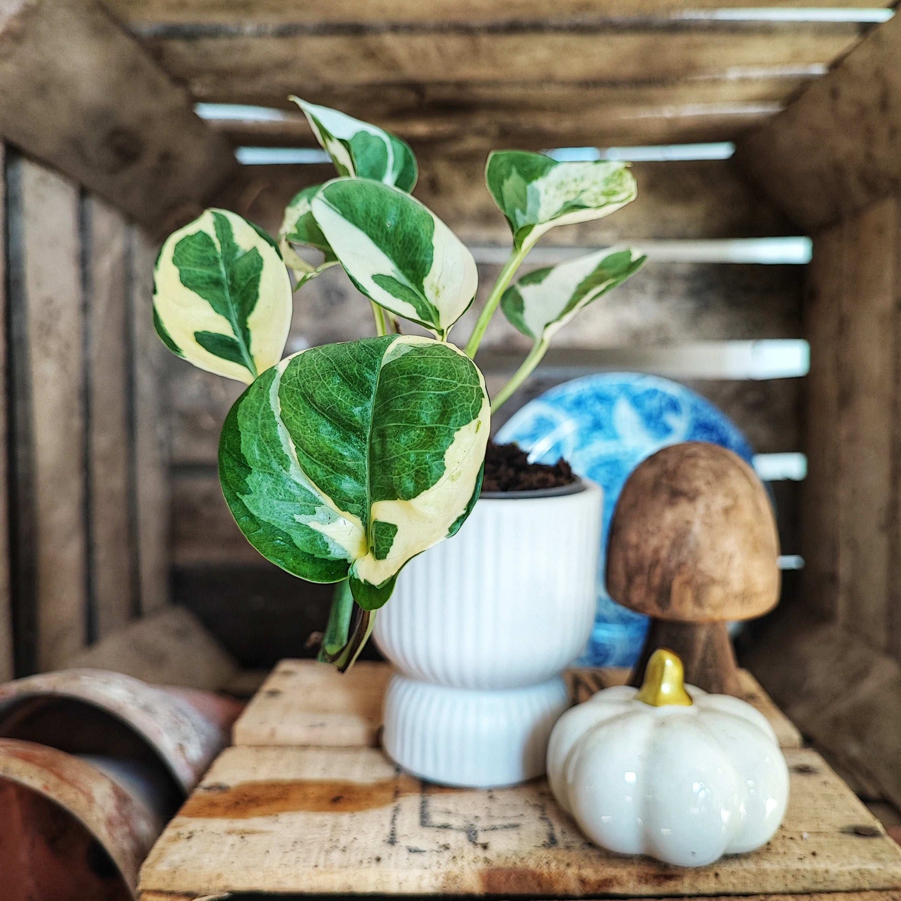 glacier pothos for sale Pothos Glacier Easy – Monjungle