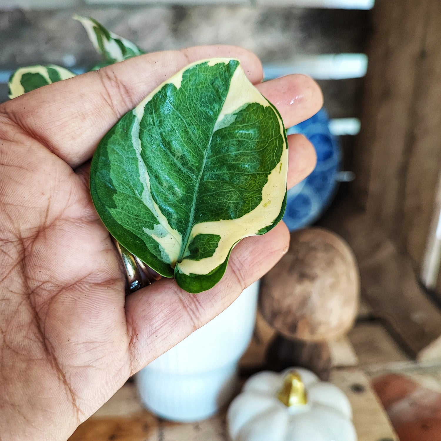 Glacier Pothos, Epipremnum Aureum Glacier