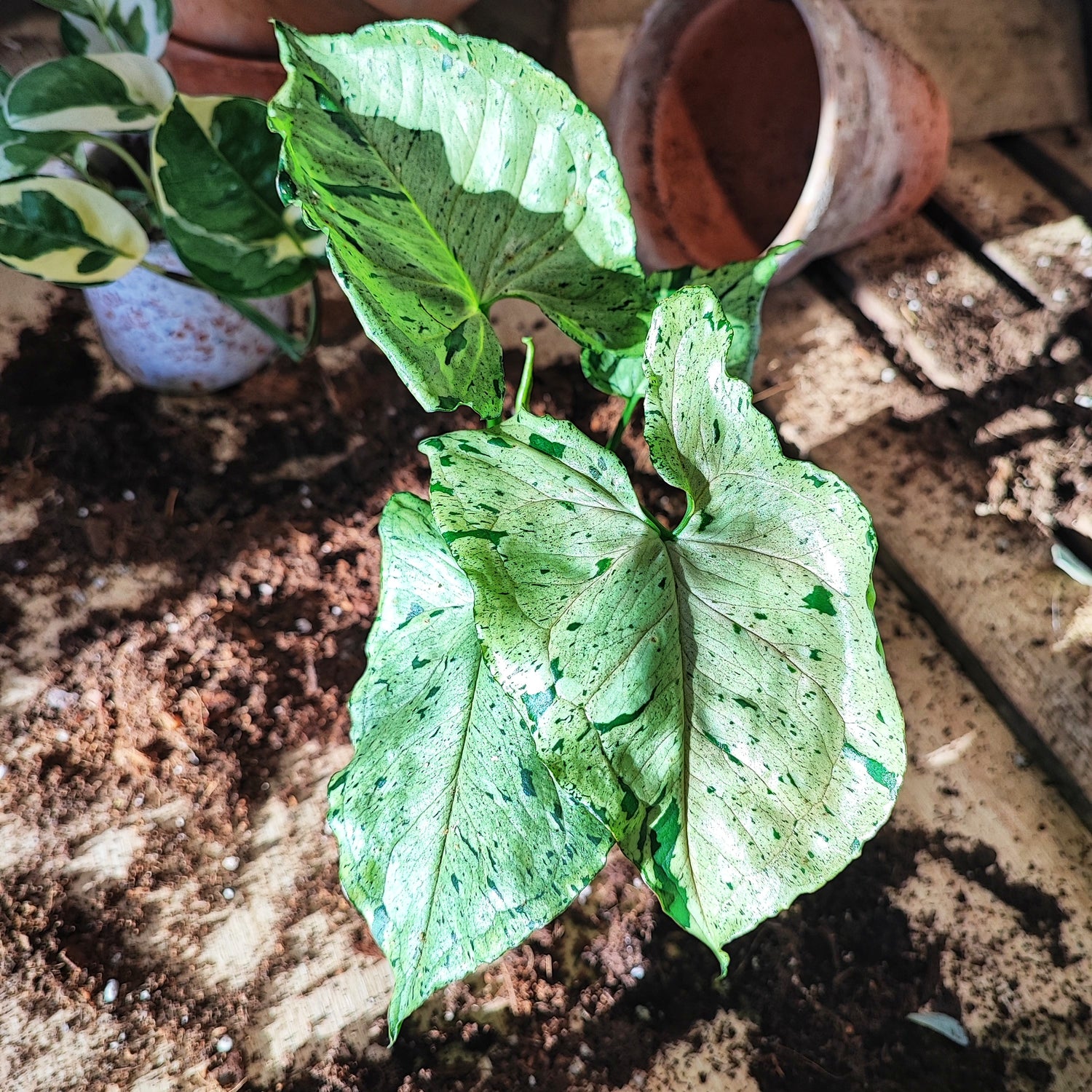 Syngonium Grey Ghost