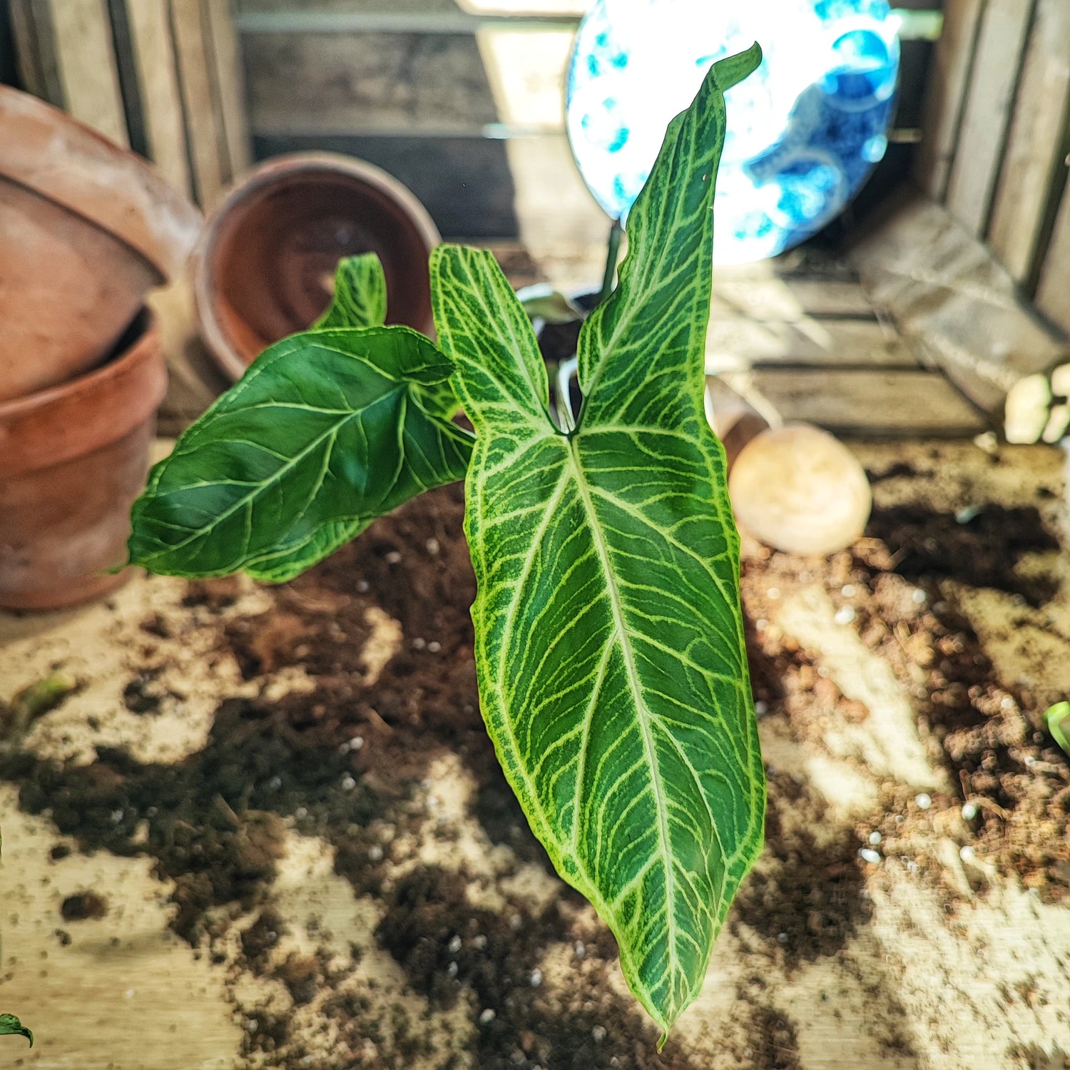 Syngonium Albolineatum , Syngonium podophyllum – plante patte-d'oie