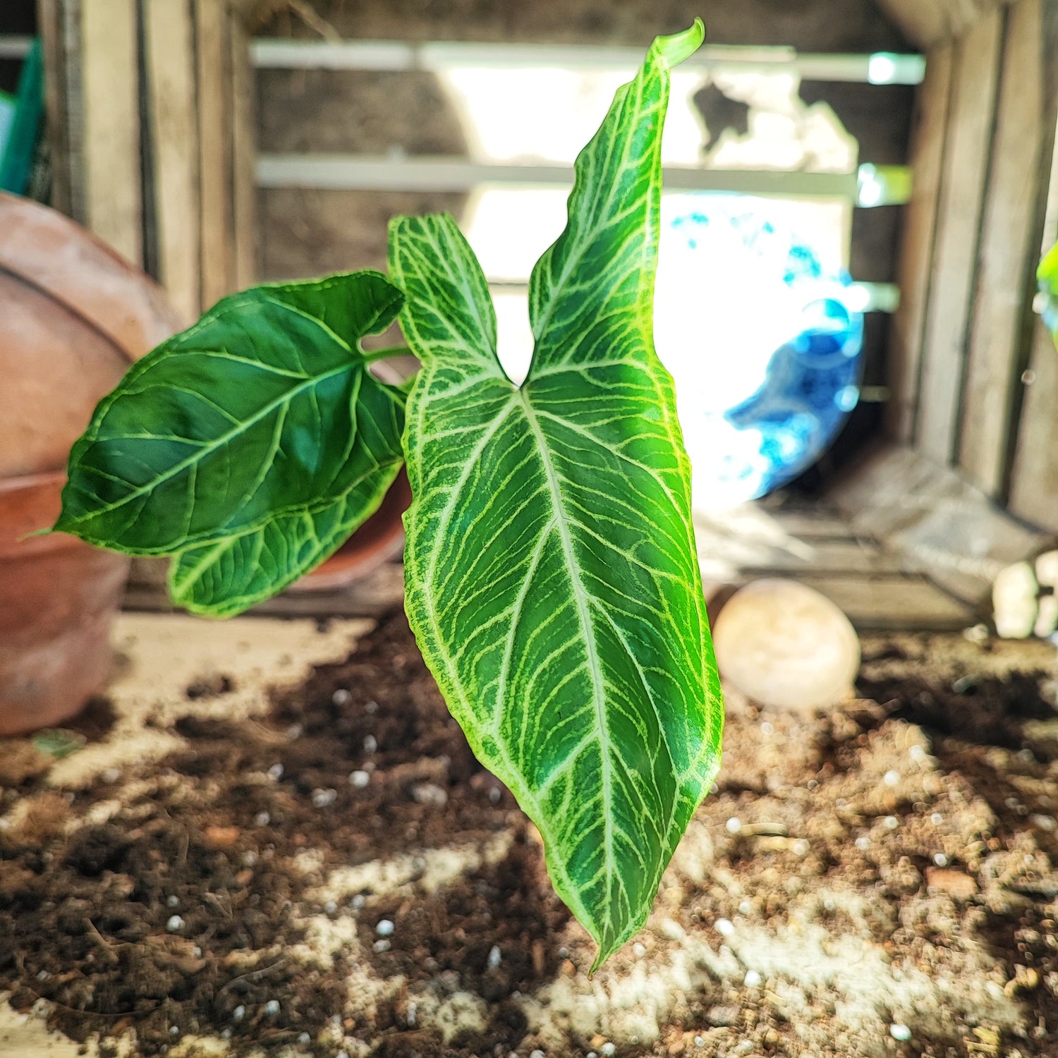 Syngonium Albolineatum , Syngonium podophyllum – plante patte-d'oie