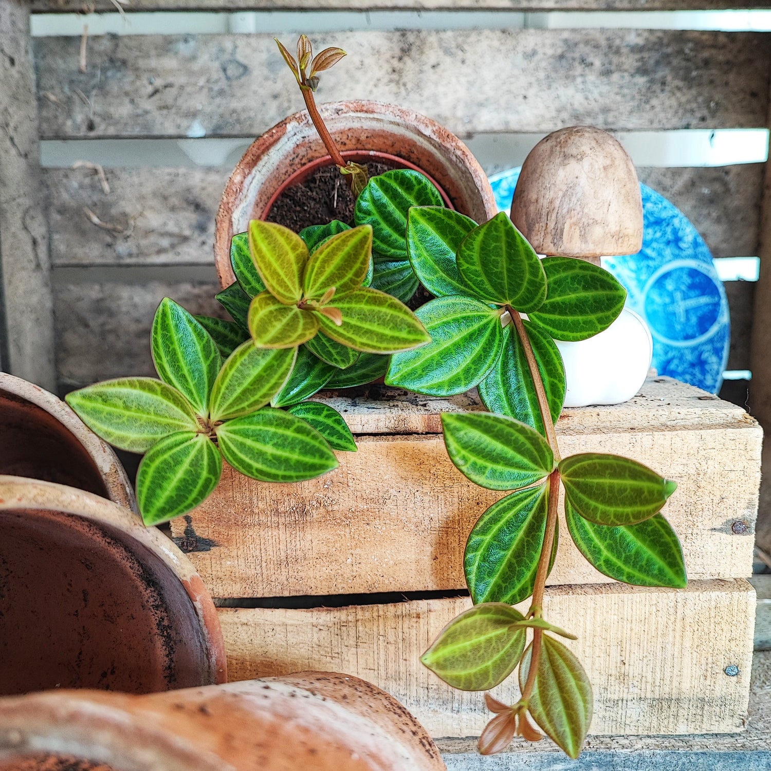 Peperomia 'Rocca Scuro'