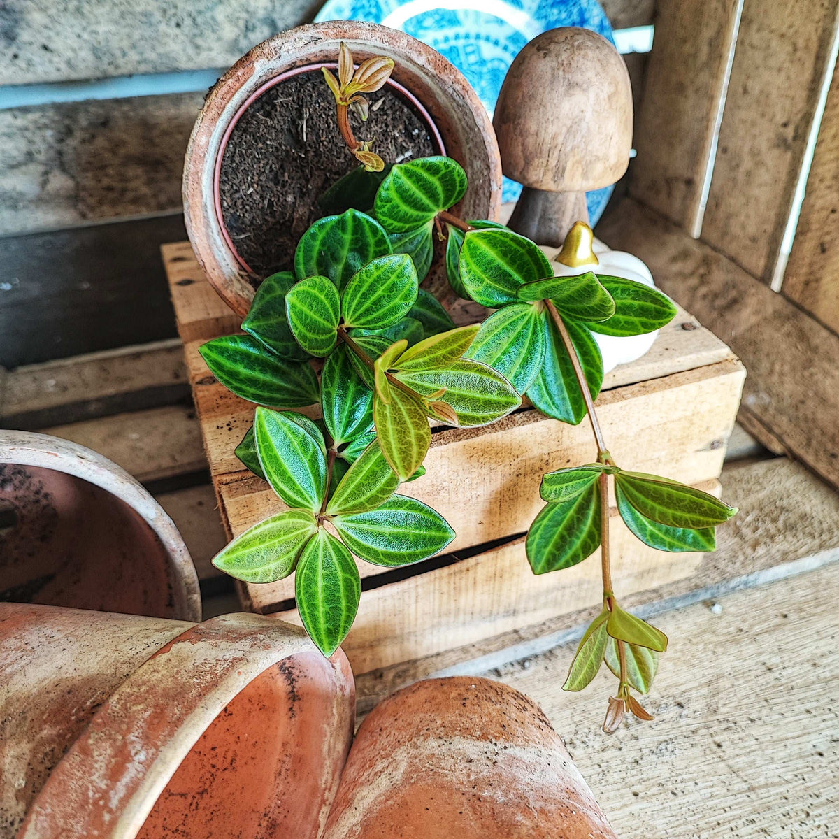 Peperomia 'Rocca Scuro' monjungle