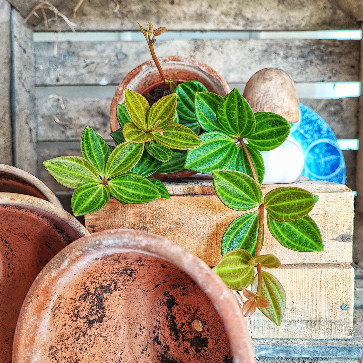 Peperomia 'Rocca Scuro' monjungle