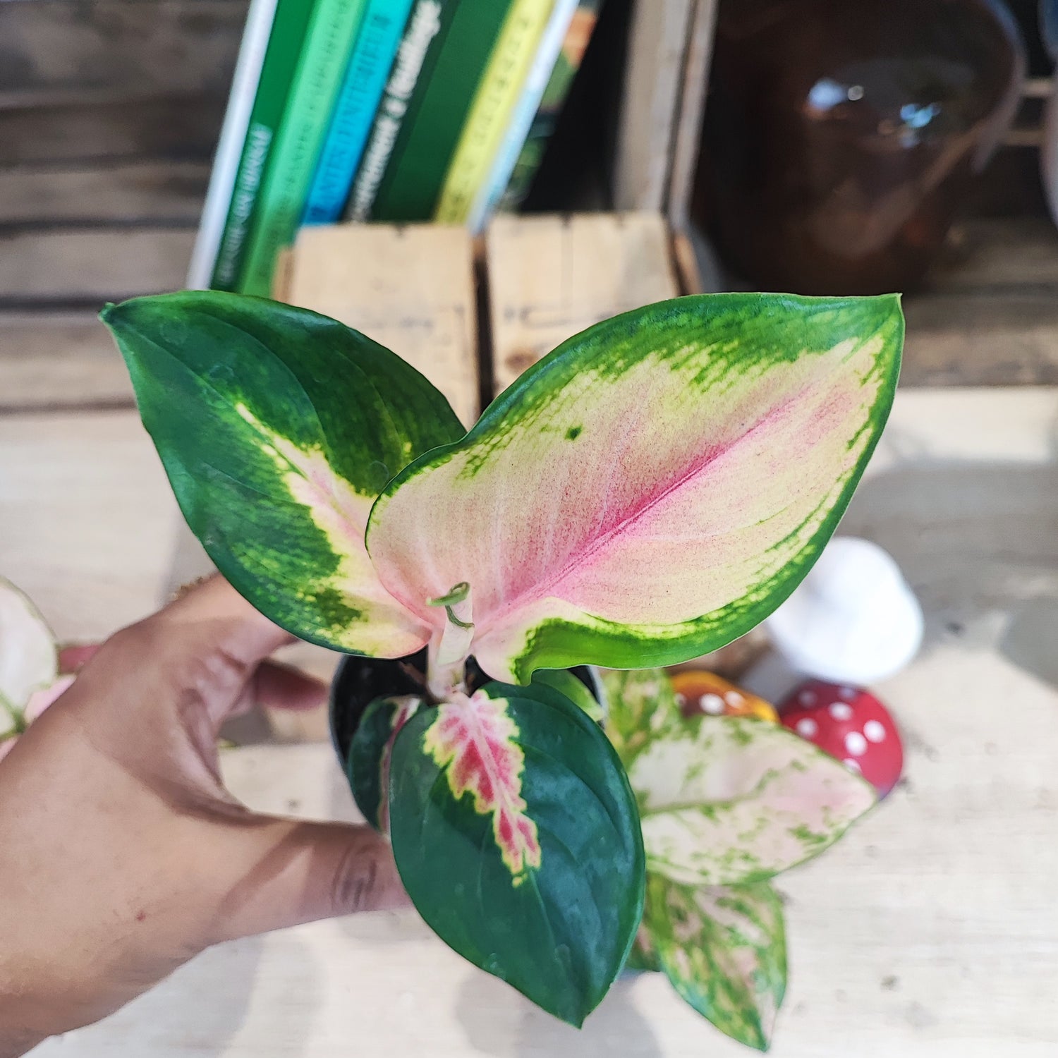 Lot de plantes d'intérieurs: Trois Aglaonema Roses, Lot de Plantes Dépolluantes