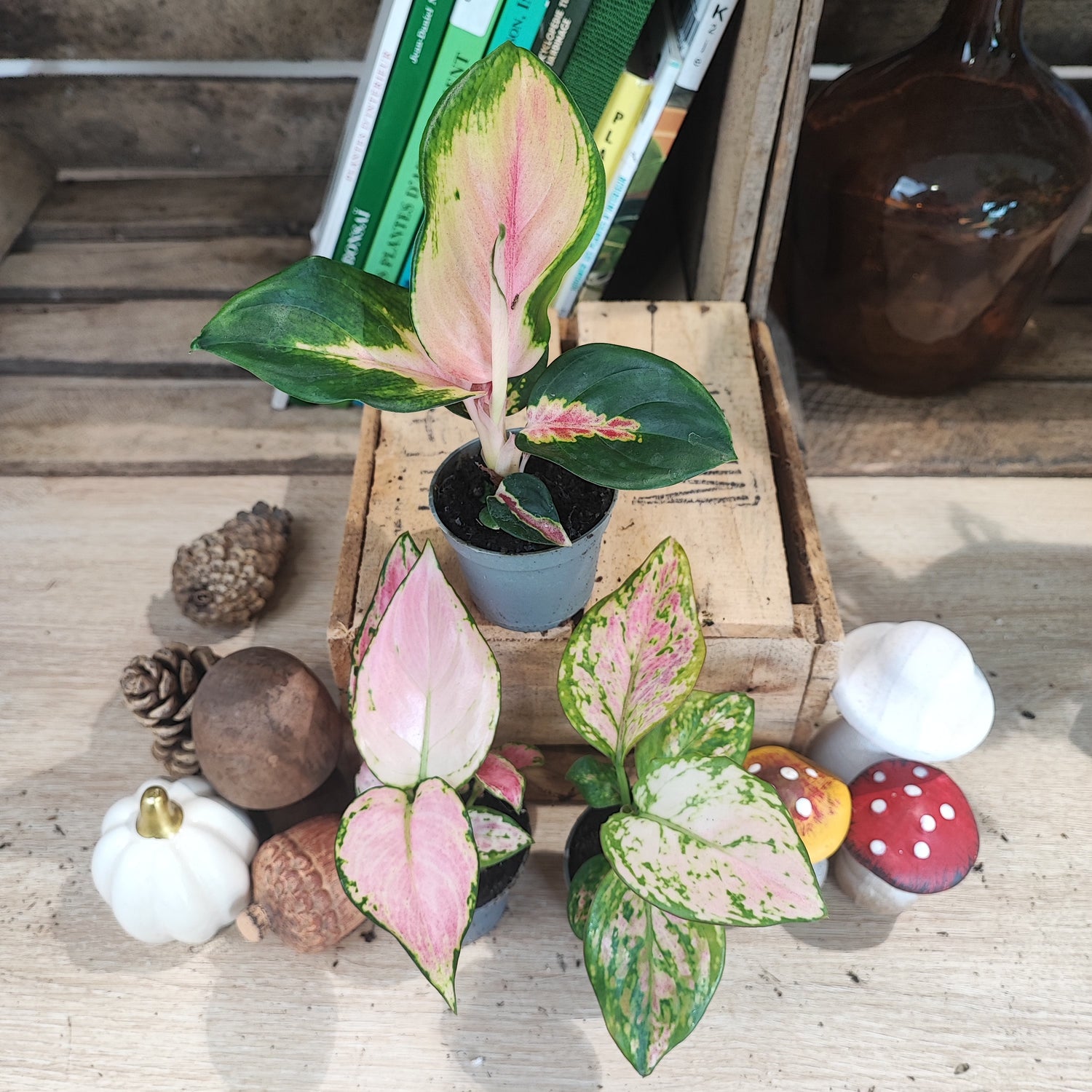 Lot de plantes d'intérieurs: Trois Aglaonema Roses, Lot de Plantes Dépolluantes