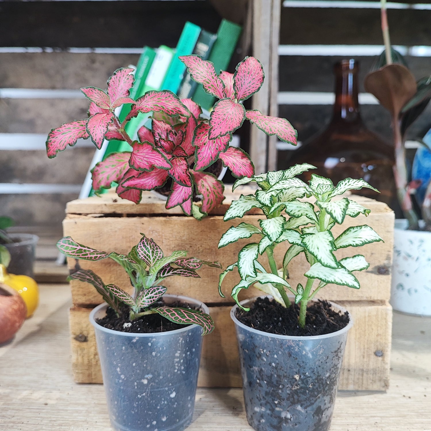 Lot de plantes: Trois Variétés de Fittonia verschaffeltii, Plantes Vertes Pour le Terrarium