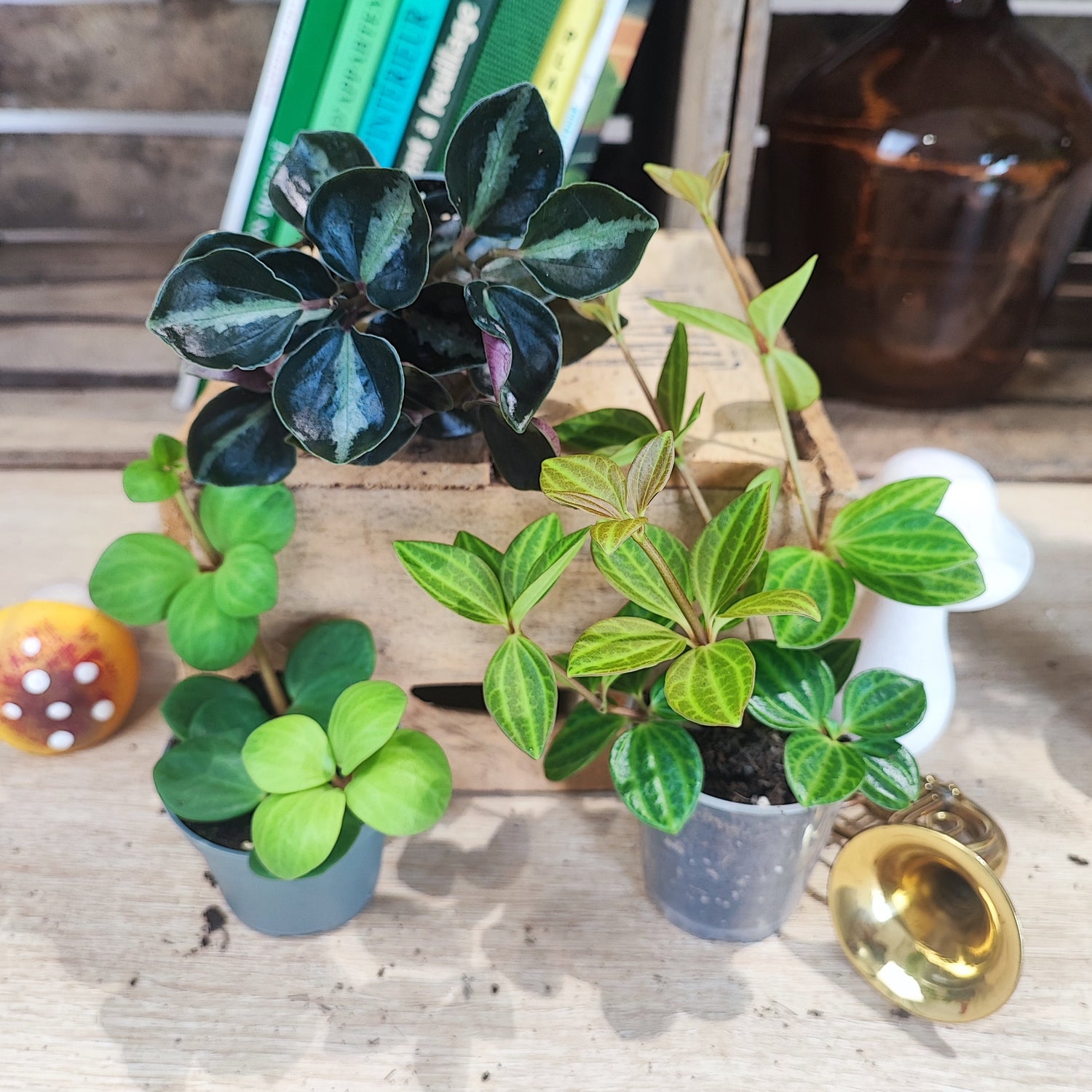 Lot de plantes: Trois Peperomias Plantes Décoratives