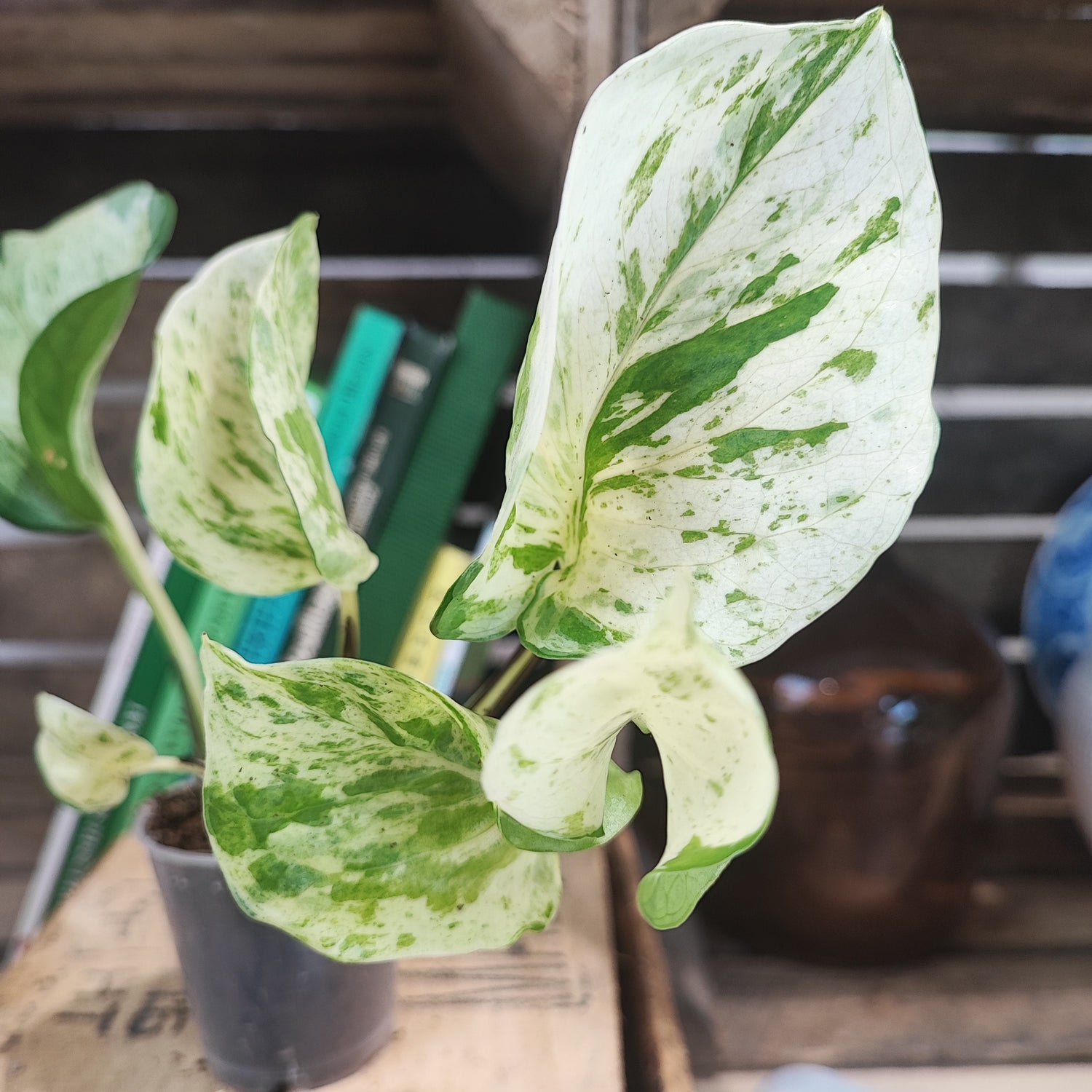 Lot de plantes: Trois plantes panachées, Plantes Pour Bureaux