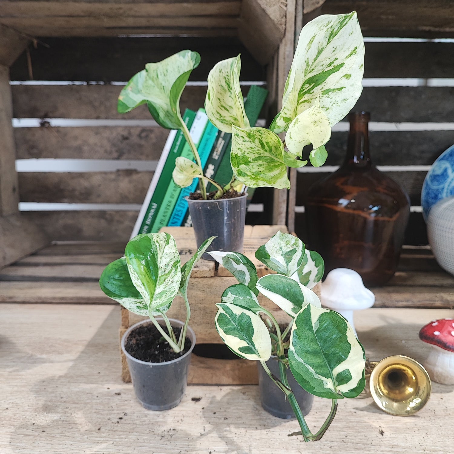 Lot de plantes: Trois plantes panachées, Plantes Pour Bureaux