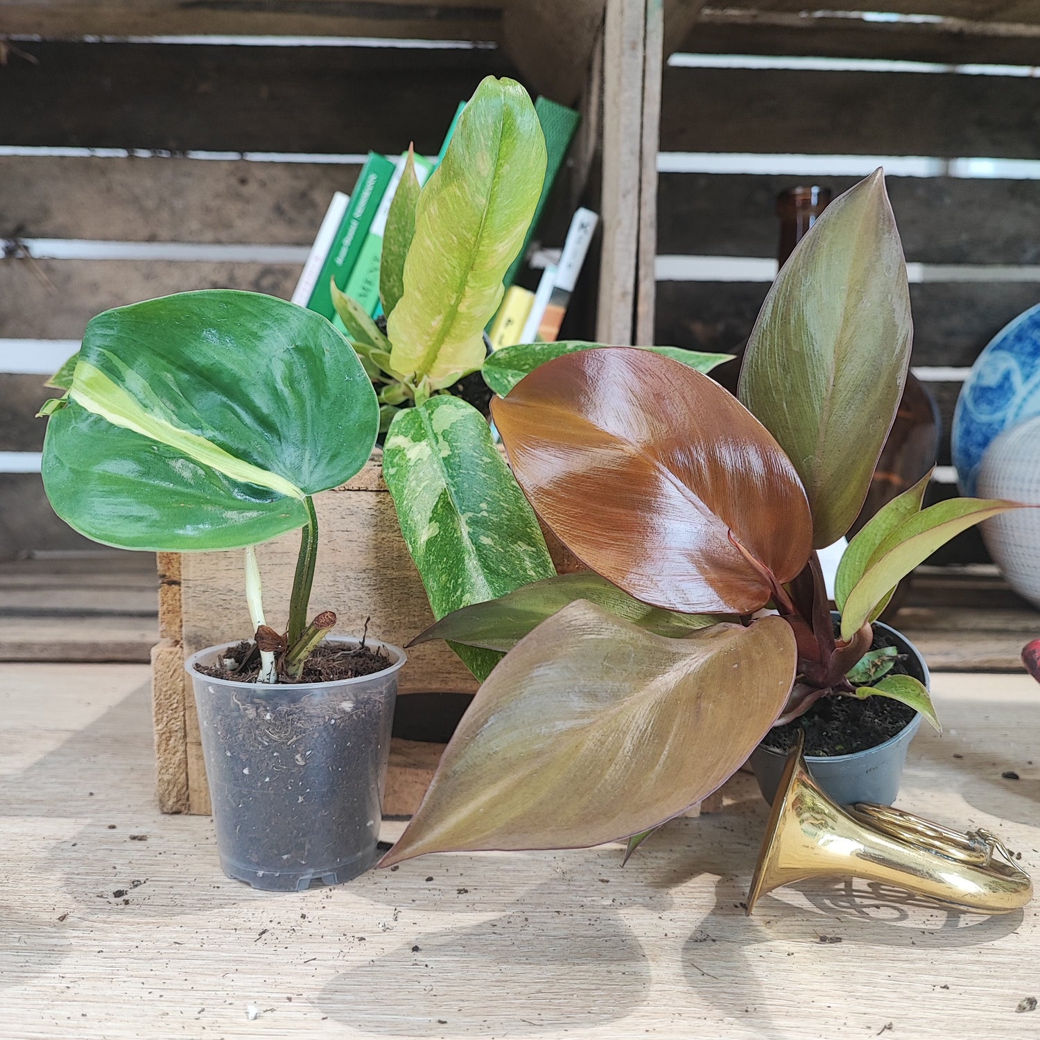 Lot de plantes: Trois Philodendrons Rares