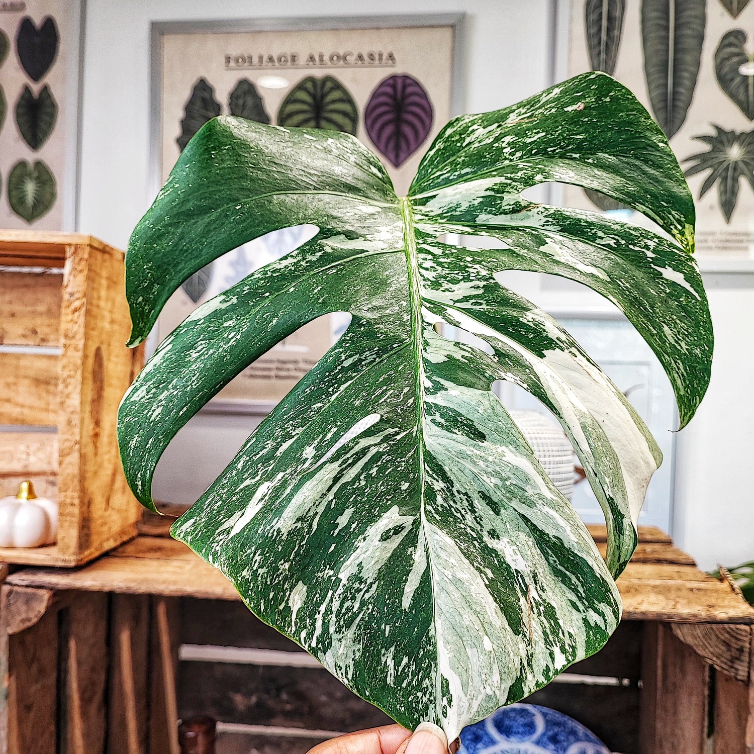 Monstera Deliciosa Variegata Bouture