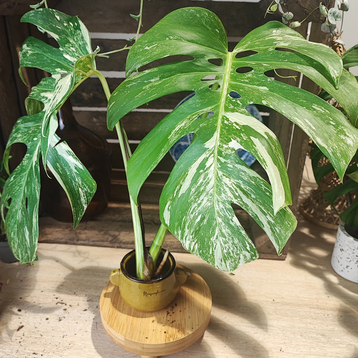 Monstera Variegata TOP CUT