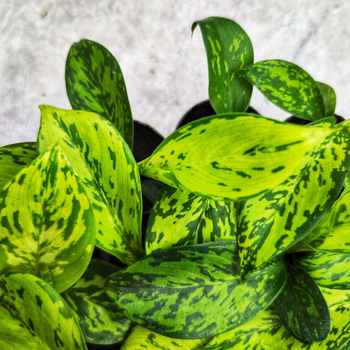 Dieffenbachia CROCODILE monjungle
