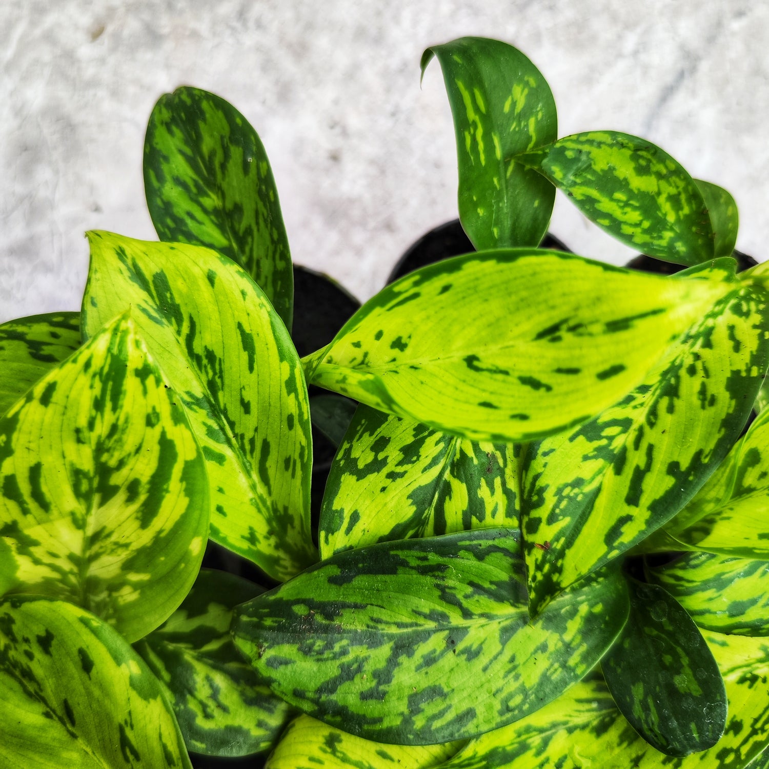 Dieffenbachia CROCODILE - Plante d'intérieur tropicale rare, Feuillage Texturé et Écailleux