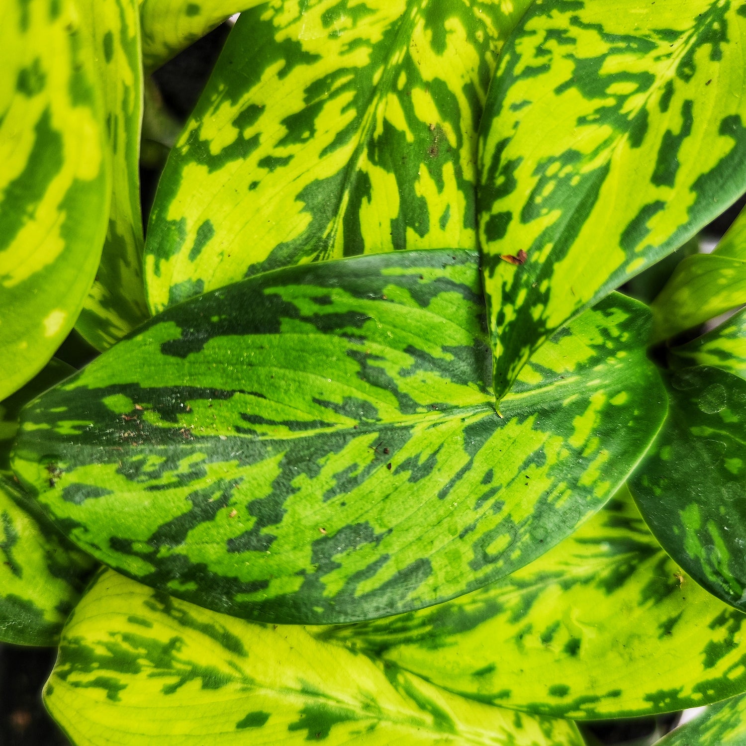 Dieffenbachia CROCODILE - Plante d'intérieur tropicale rare, Feuillage Texturé et Écailleux