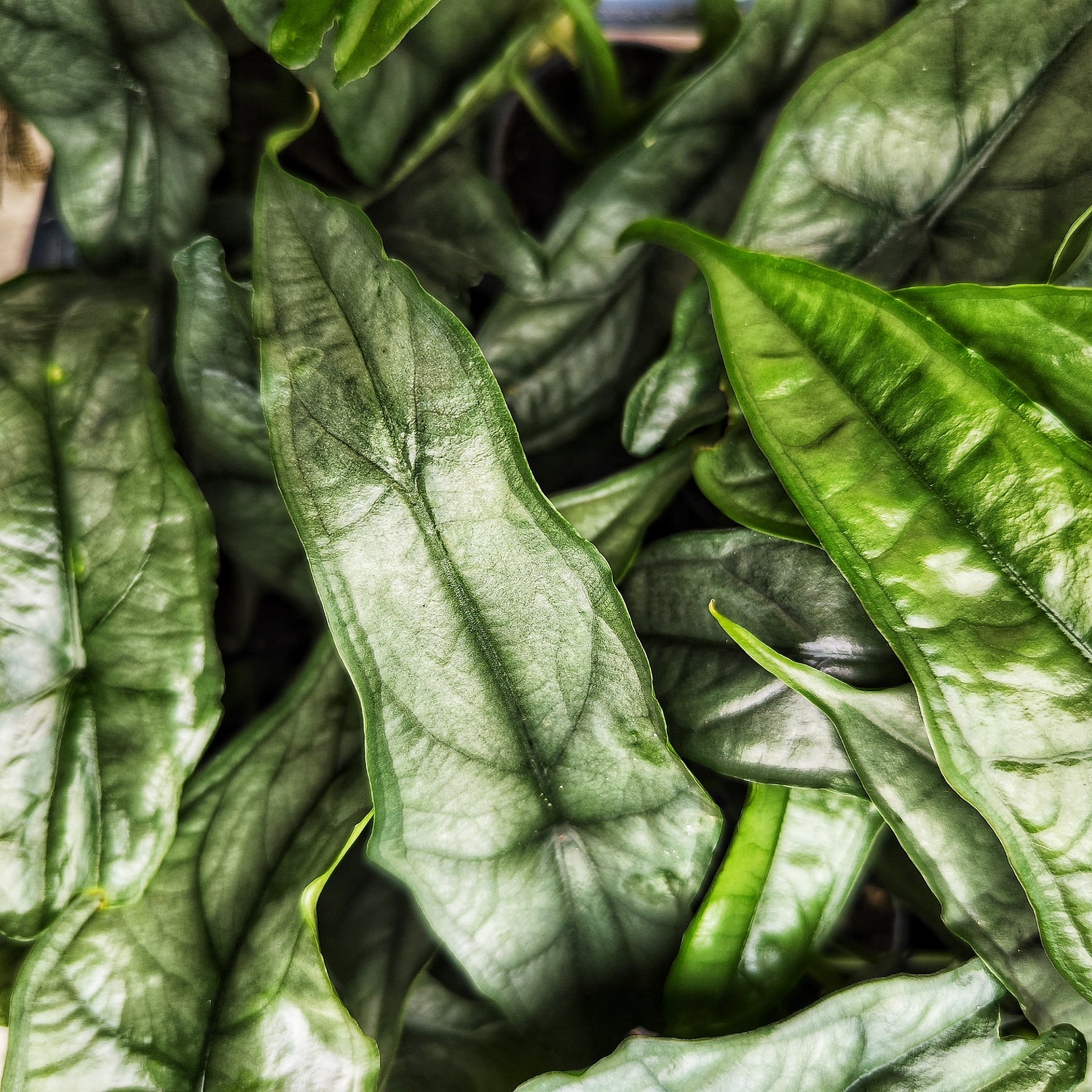 Alocasia Dragon Breath - Plante Rare d'Intérieur - Feuillage Étonnant