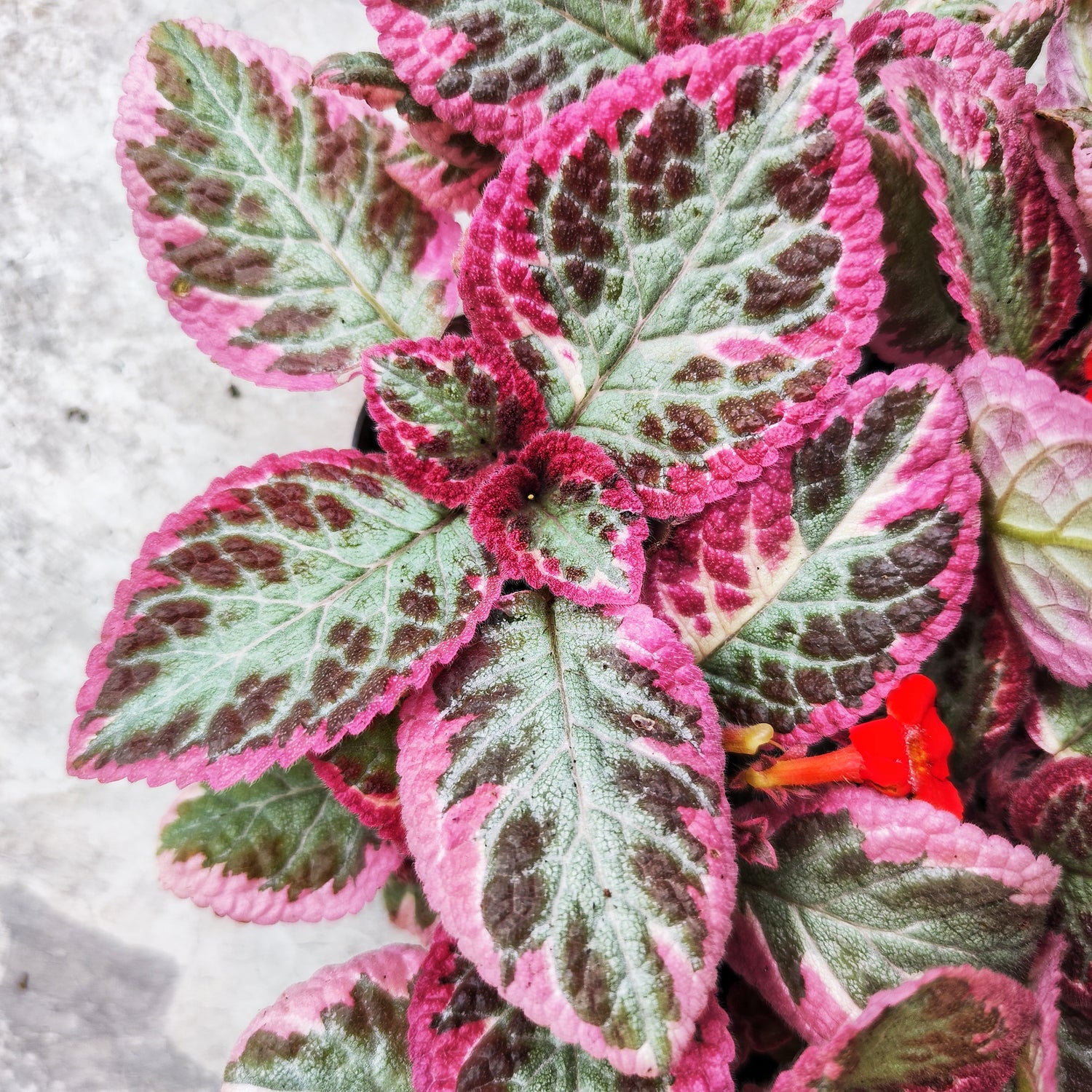 Episcia Pink Brocade, très belle bouture rose graphique, plante rose, Feuillage rose