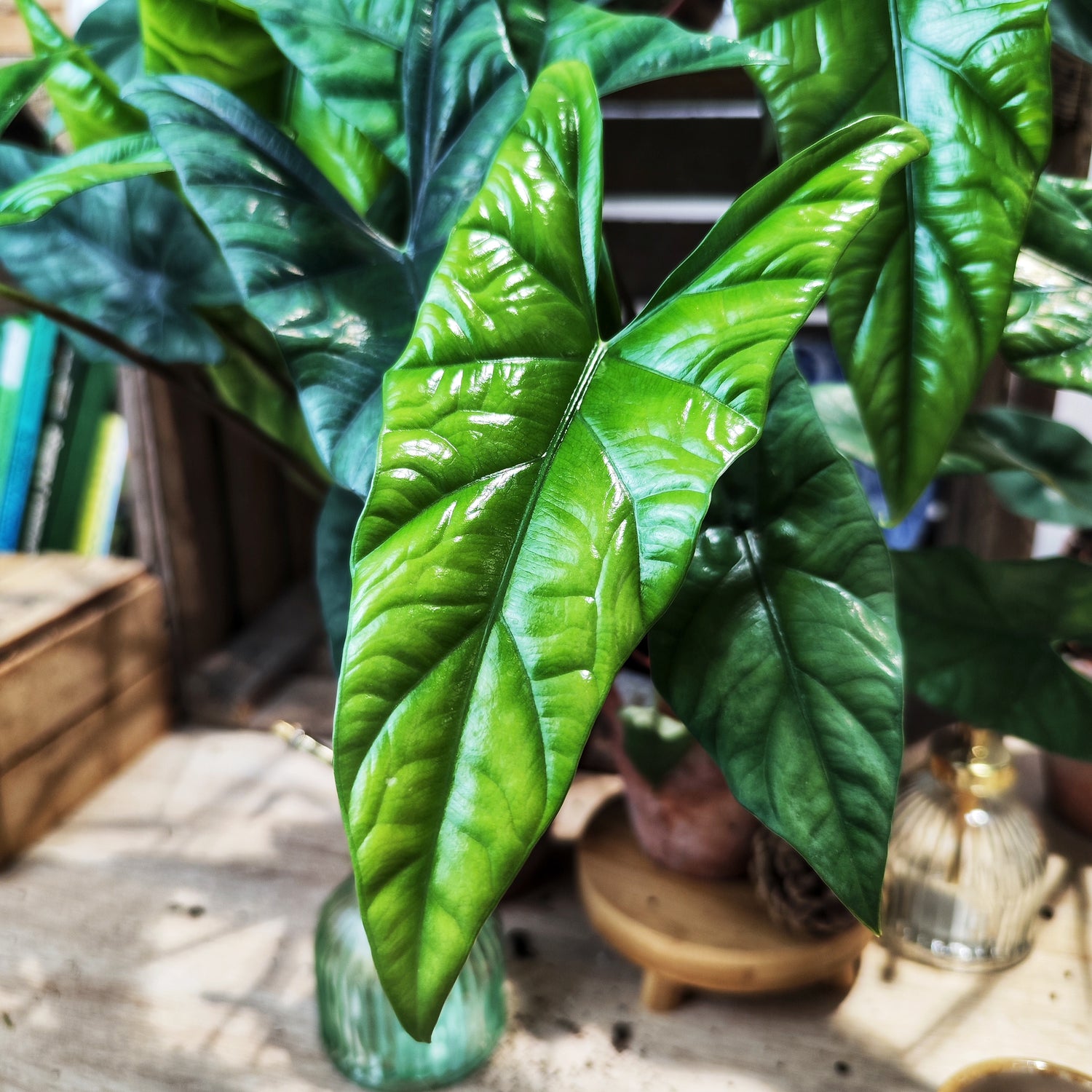 Alocasia Simpo - Plante d'Intérieur Tropicale | Feuillage Exotique | Alocasia Facile d'Entretien