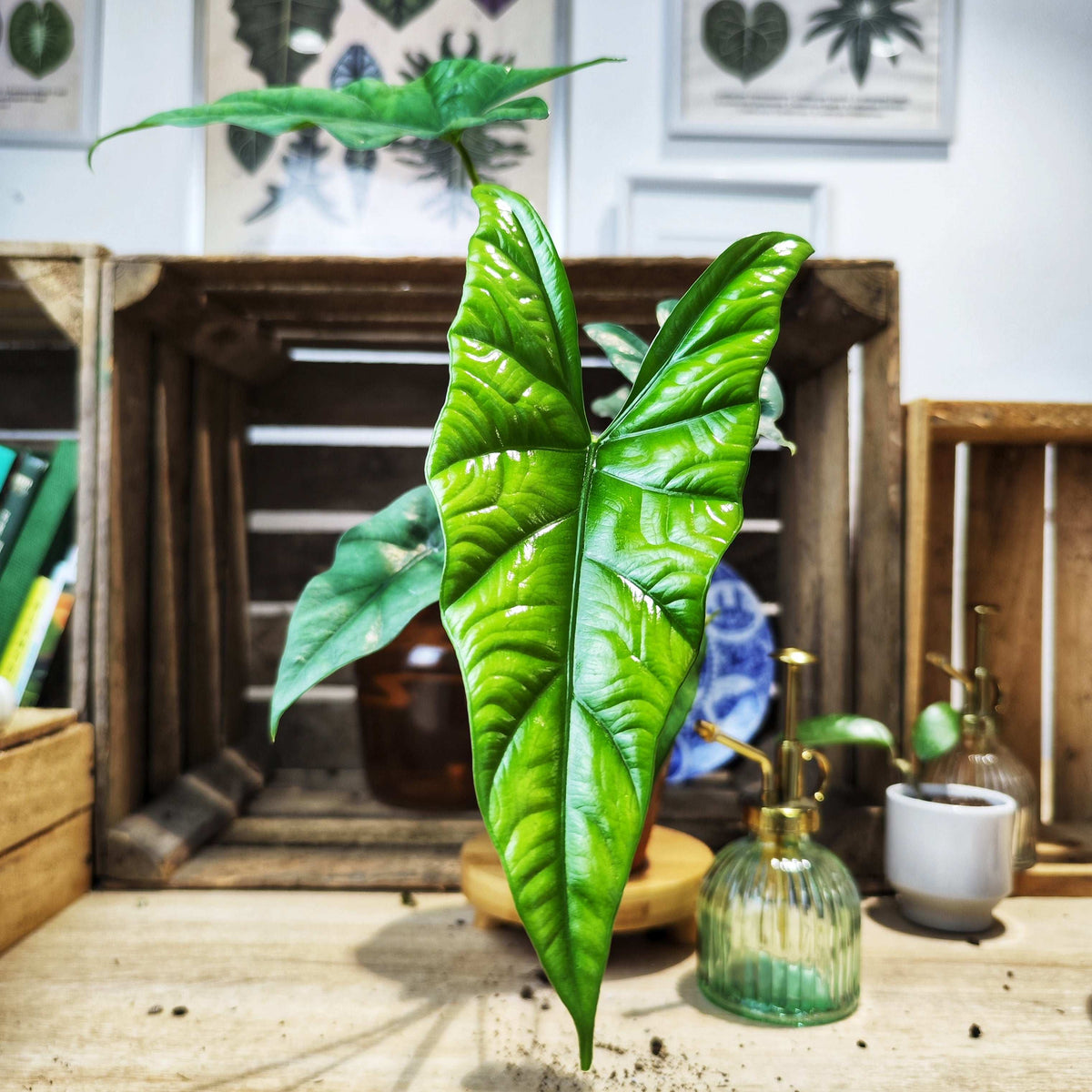 Alocasia Simpo monjungle